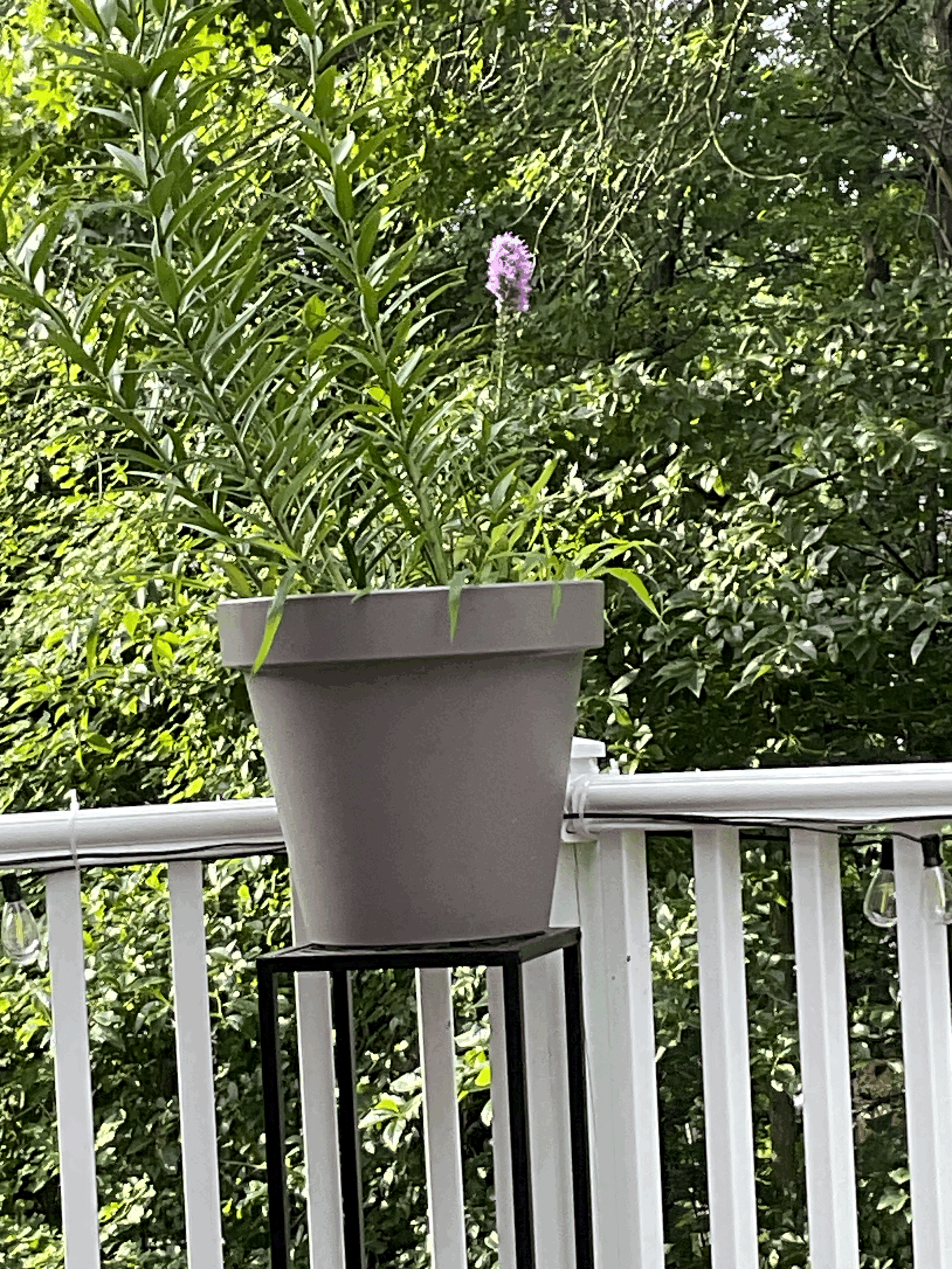 Before the Purple Blooms.