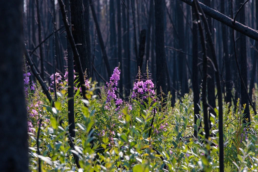 A Path Forward for Indigenous Wildfire Operations and Resource Sharing