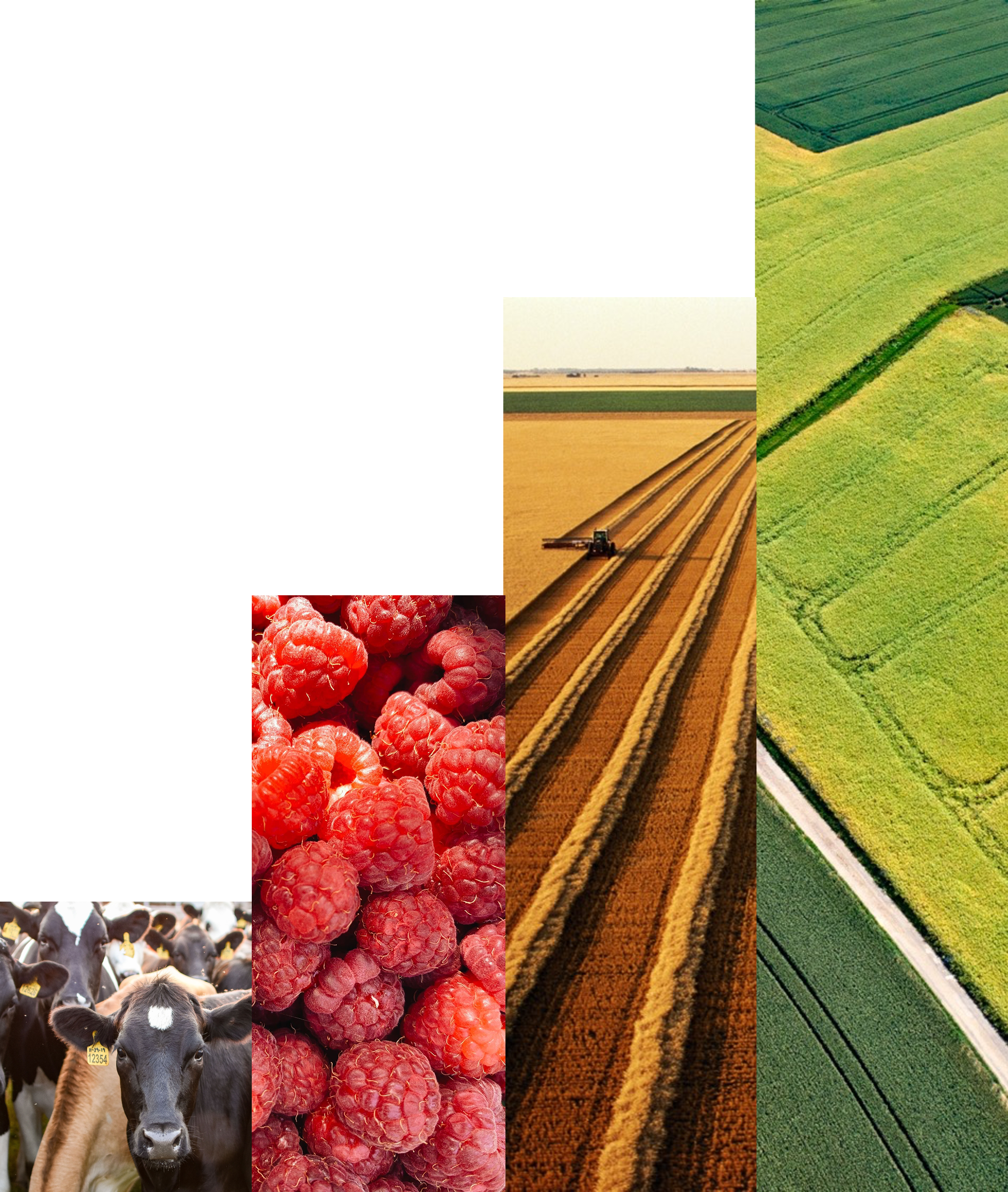 A collage of agricultural scenes including black and white dairy cows, red raspberries, a wheat field with a tractor, and green crop fields.