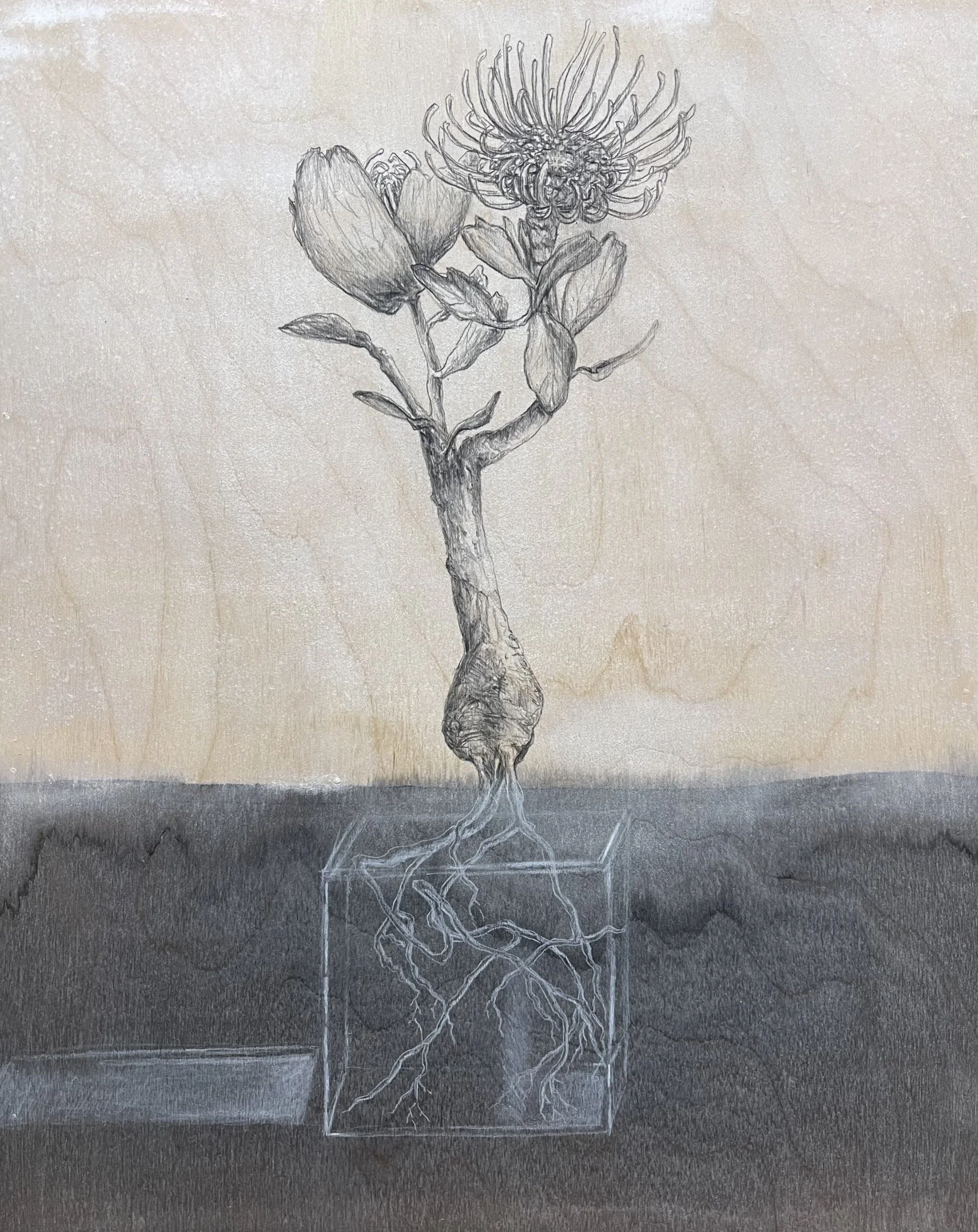 Holographic Protea 20 x 16 ink and charcoal on hardboard 2026
