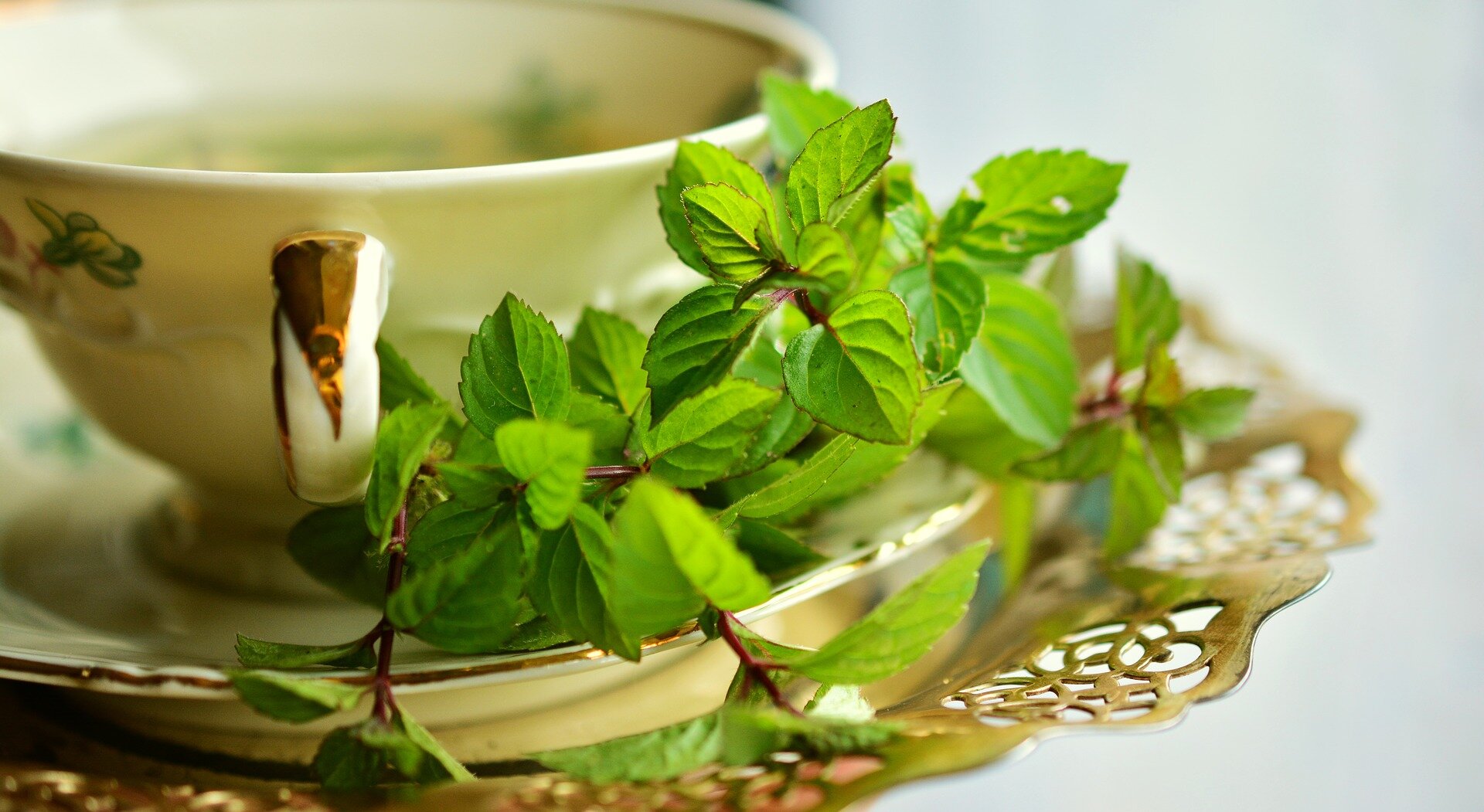 A close-up of a vintage teacup placed on an ornate, gold-colored tray with a green leafy plant resting inside the teacup.