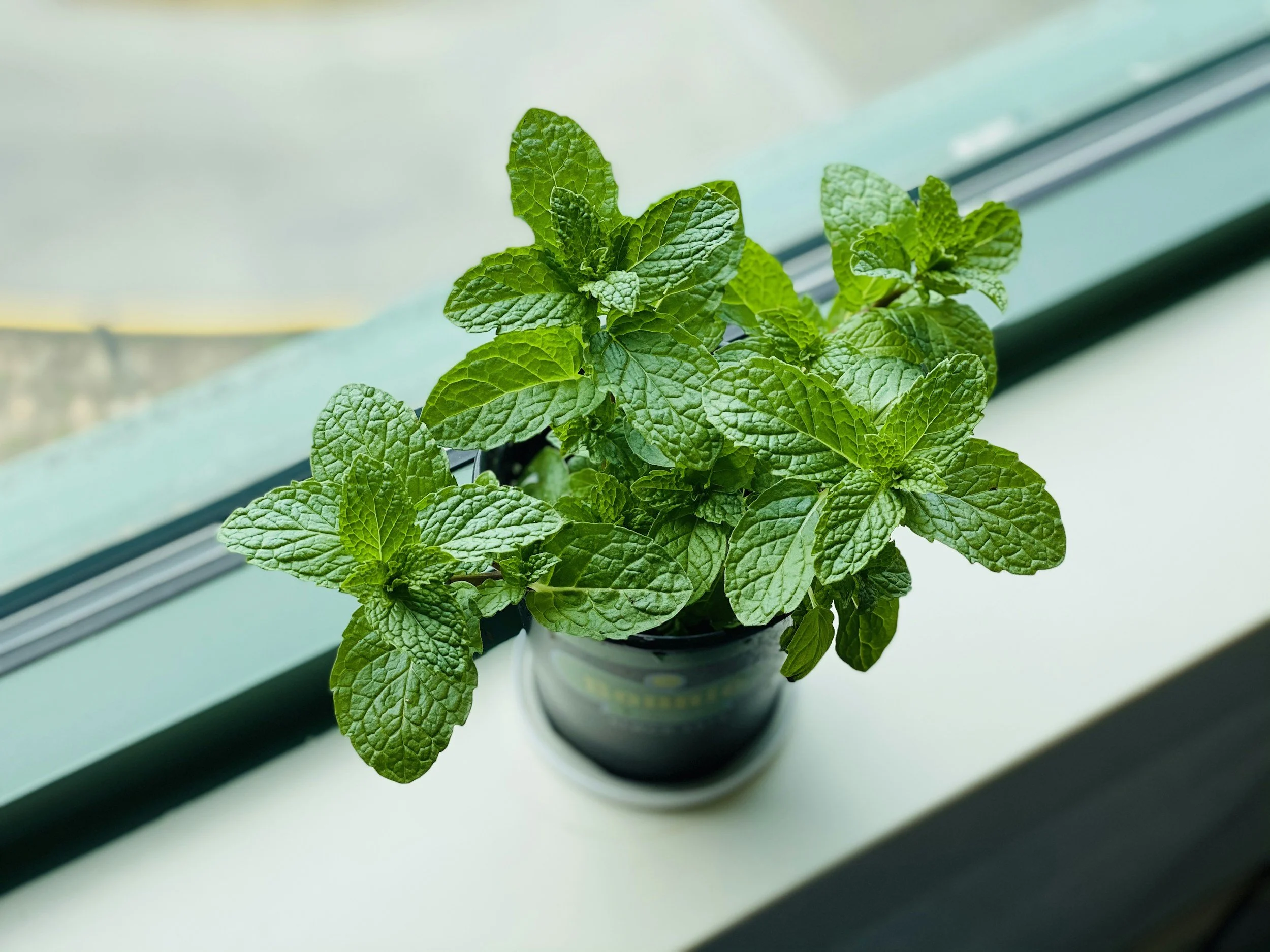 A potted mint plant sitting on a windowsill with green leaves.