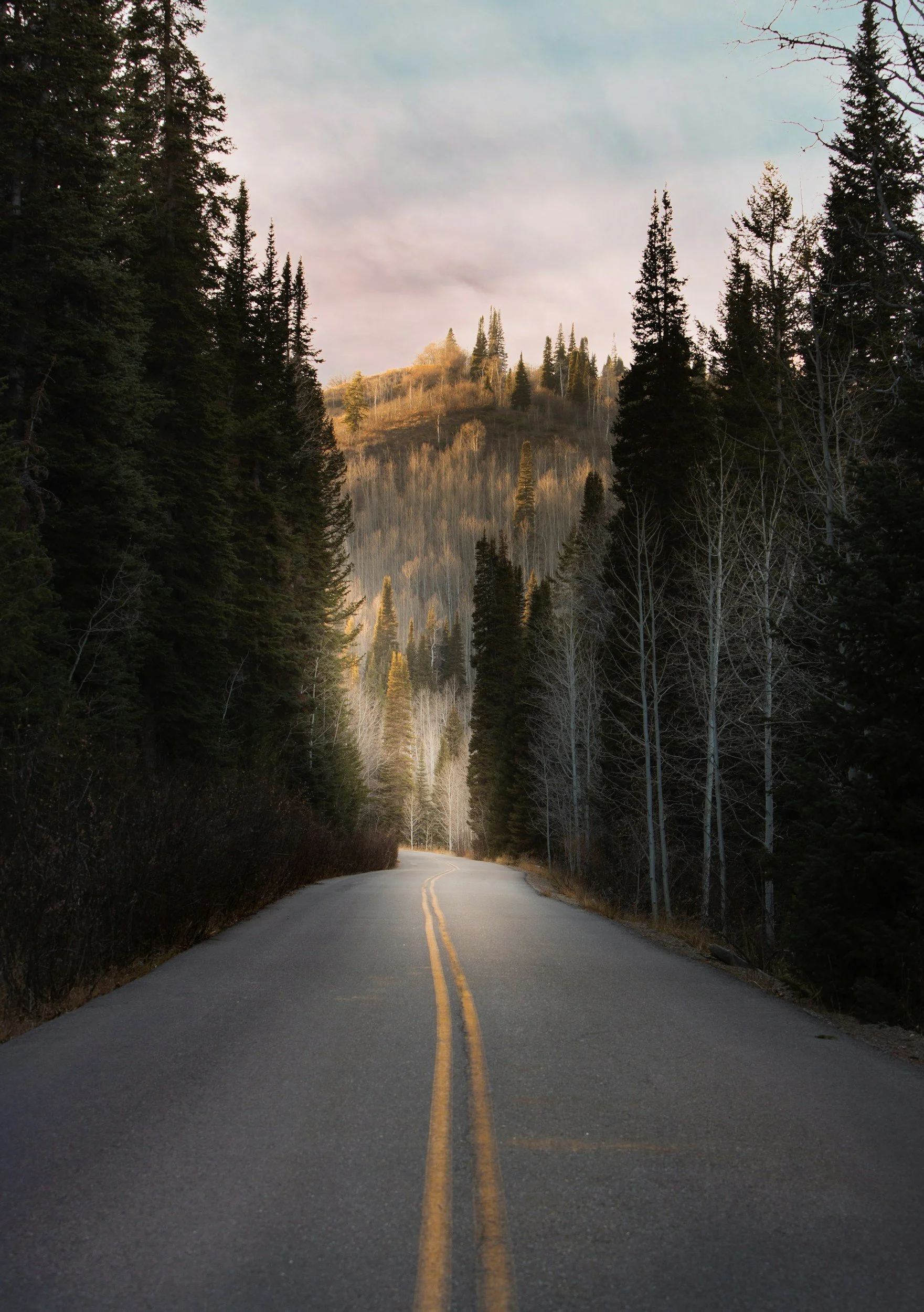 A winding mountain road bordered by trees, leading into a forested hillside with sunlight highlighting the peaks in the background.