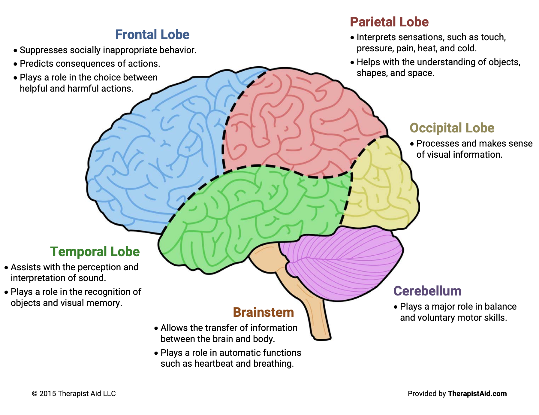Diagram of the human brain with color-coded sections and descriptions. The frontal lobe in blue, the parietal lobe in red, the occipital lobe in yellow, the temporal lobe in green, the brainstem in brown, and the cerebellum in purple. Each section in