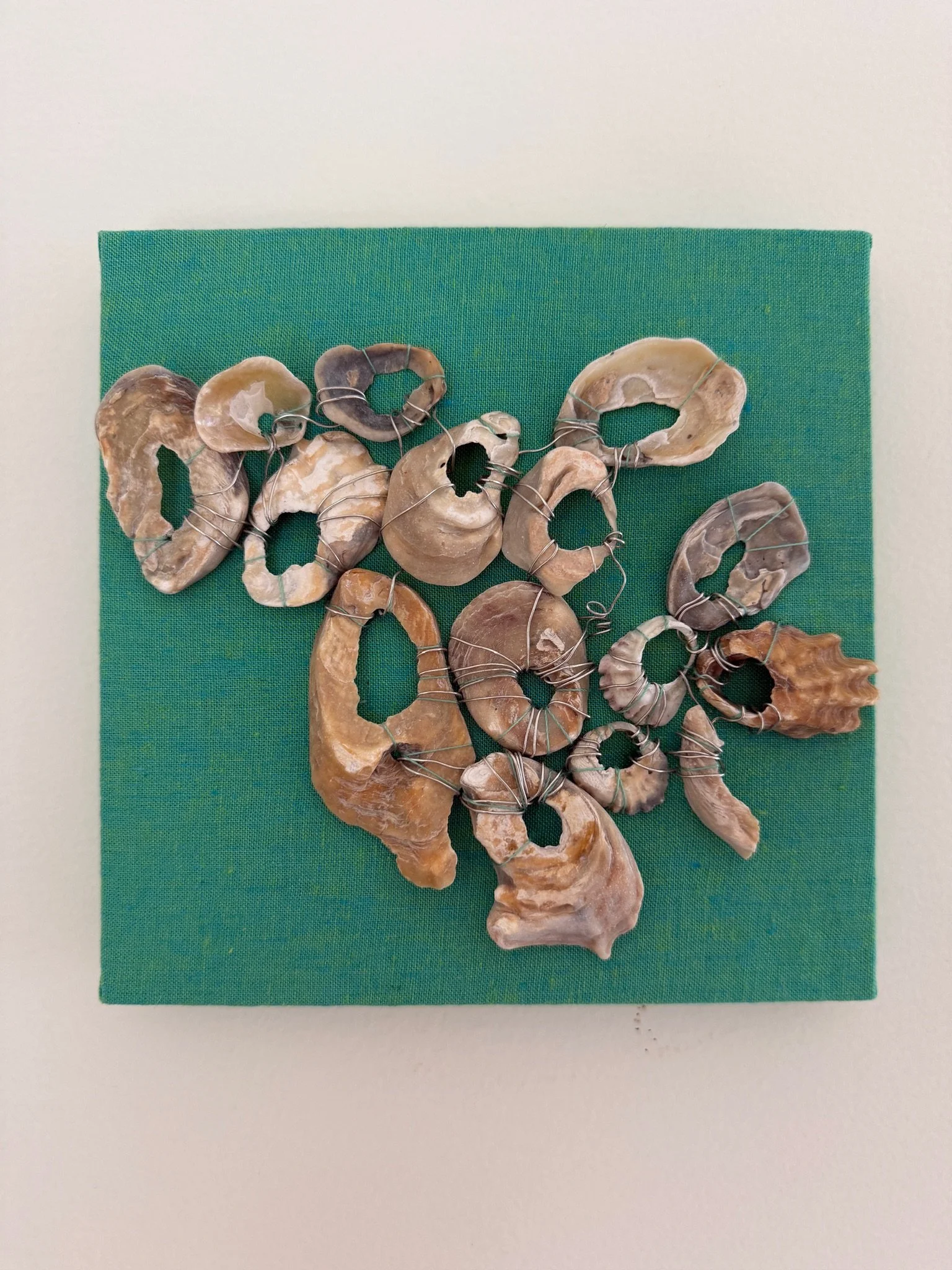 Look What I Found: Shells | 2026