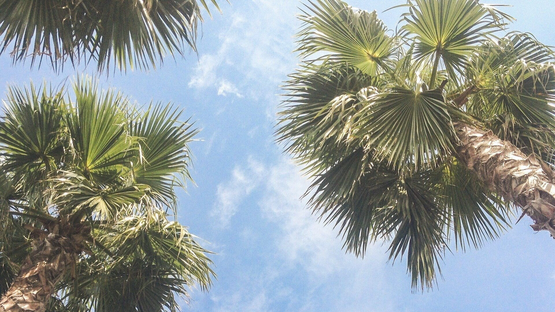 palm-trees-984508_1920.jpg