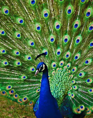 Pretty as a Peacock