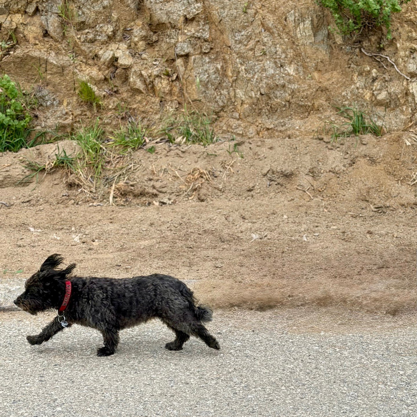 This week at Runyon I skipped the foliage and went for the fur. These are my favorites I see each and every day. 1. "Harpo" Bucket list is to get a pet in one day. 2. "Mystic" Dog or Seal? 3. "Dava" the socialite. 4. &qu