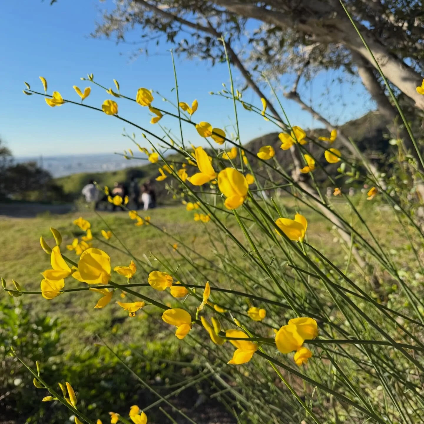 This week at Runyon