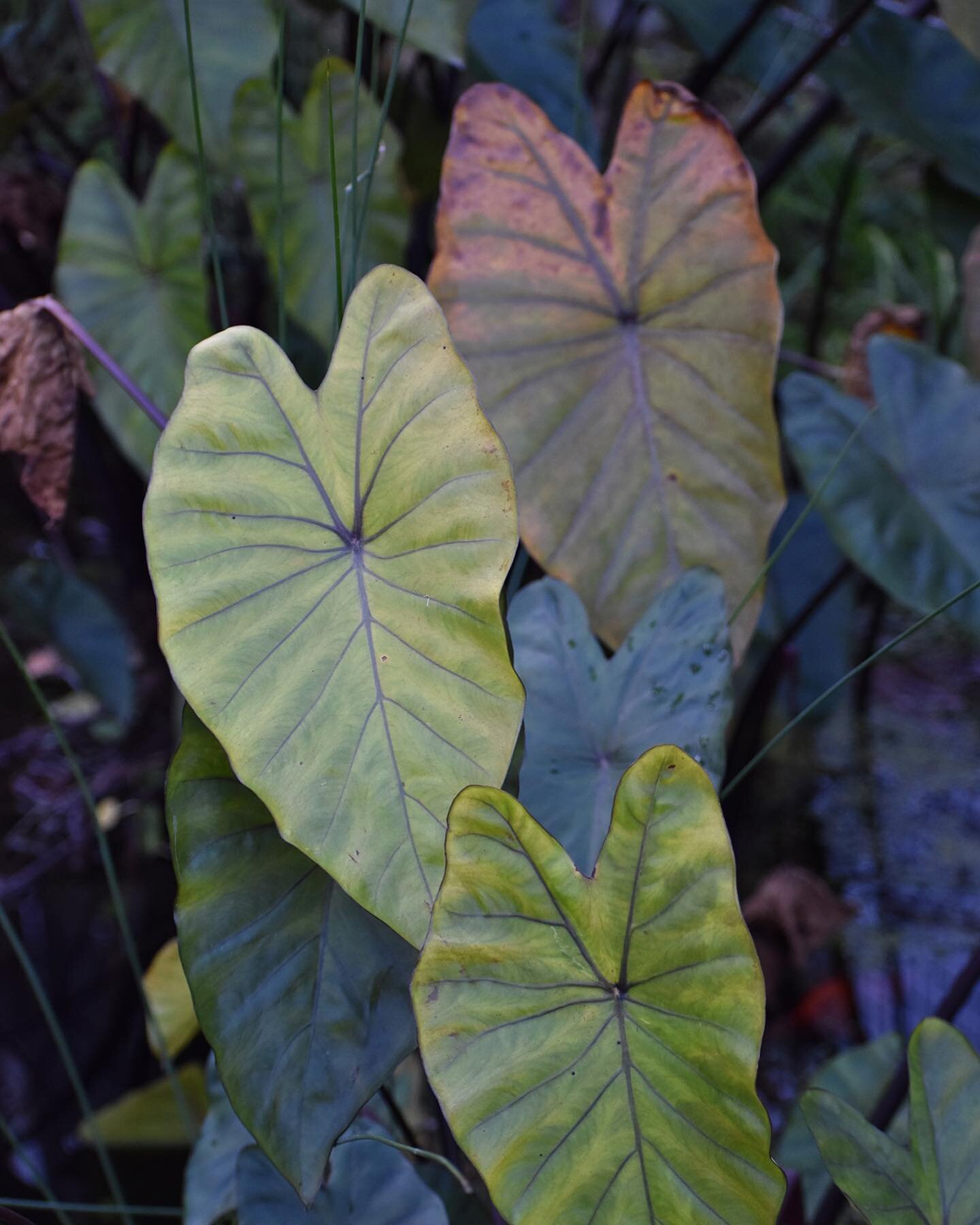 This stunning photo was taken by Lisa during a recent individual lesson at @ceresbrunswick. The repetition of the leaves work beautifully with the subtle variation in colour.

Photo &copy; Lisa dOliveyra

Image: A close up photo of the leaves of a wa