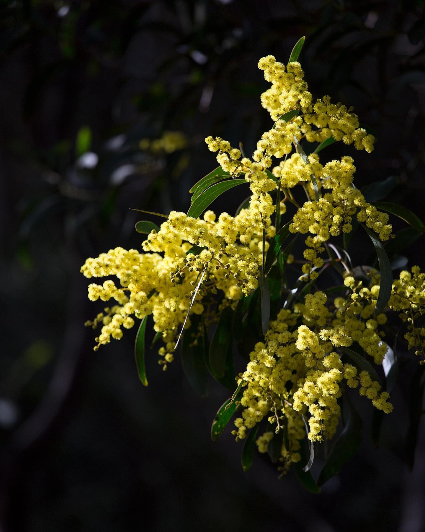 The wattle is in bloom at @ceresbrunswick signalling the last stretch of Winter. I&rsquo;ve put up some new Spring dates for face to face lessons and would love to work with you! Bookings via link in bio.

Image: A close up photo of a bright yellow w