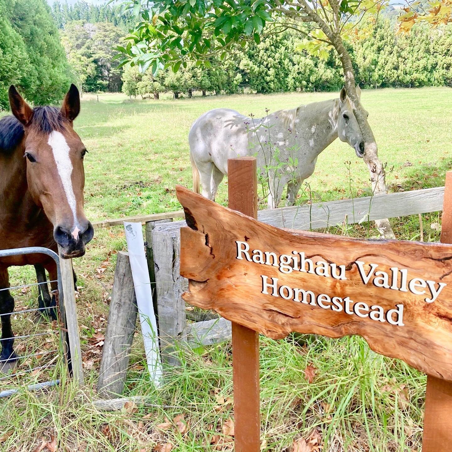 Rangihau Valley Homestead is a beautiful private Coromandel residence near Coroglen.

It boasts a number of features including a large Kauri homestead with surround verandah, mature tree lined lawns and gardens, sprawling pasture with a river boundar