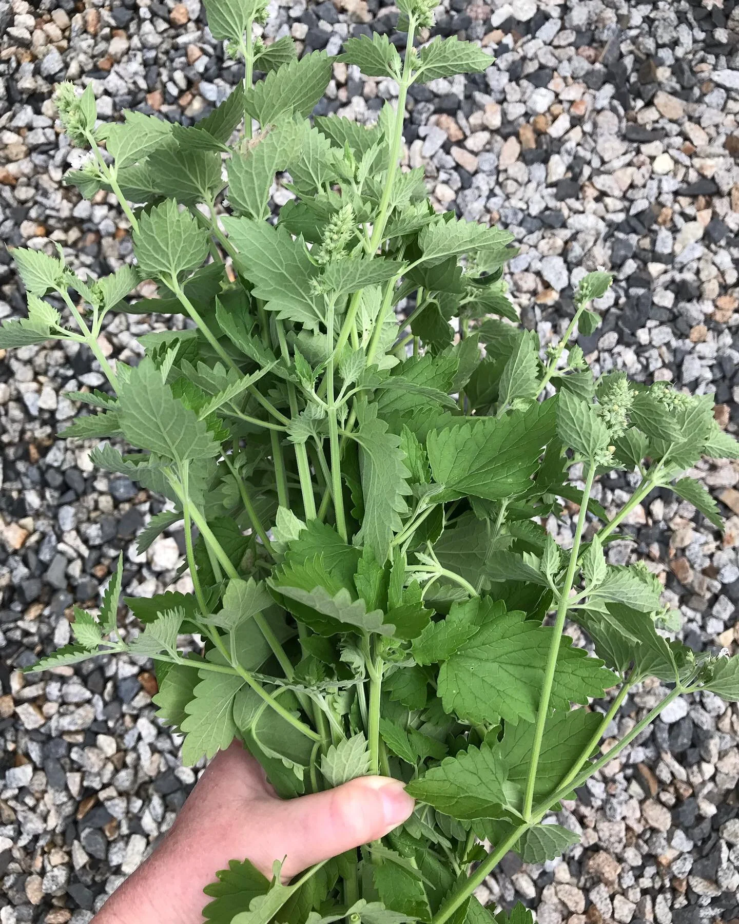 Freshly harvested homegrown catnip ready for drying.🐈