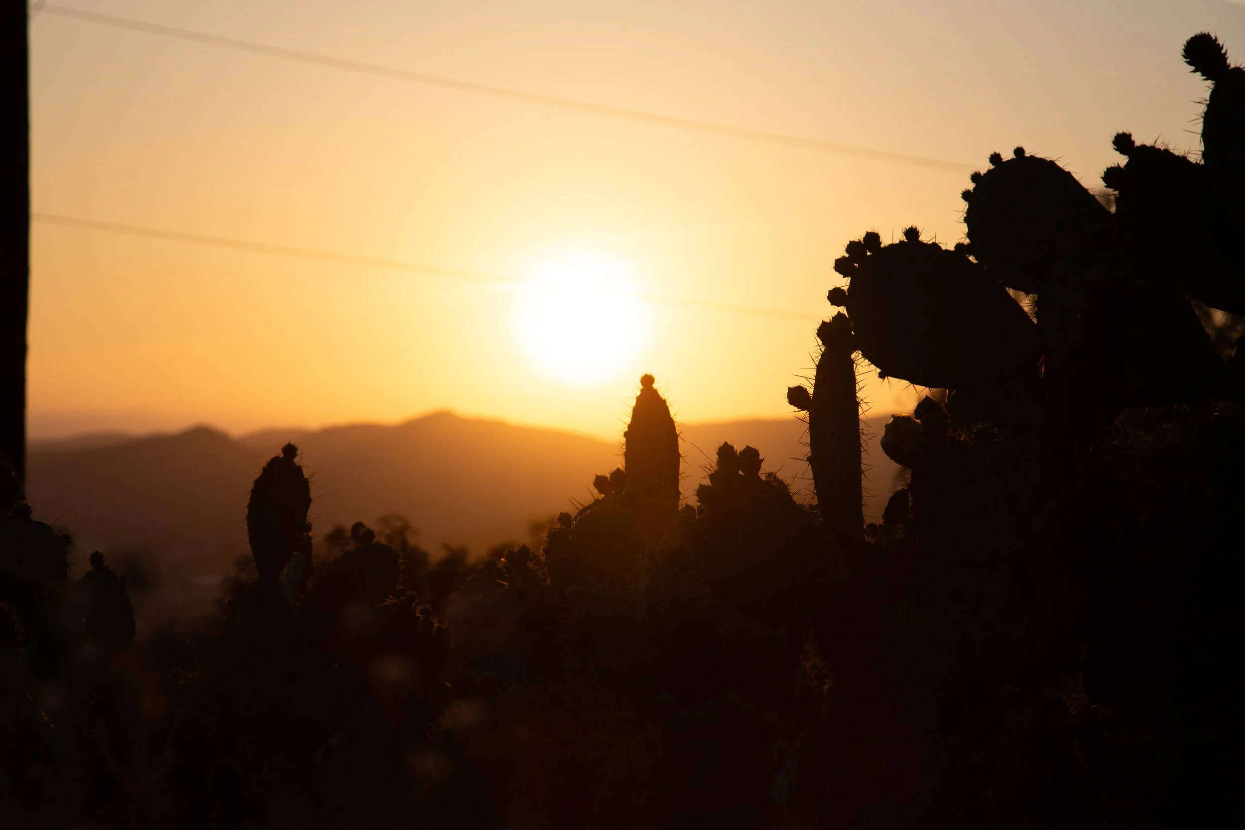 Silhouettes of cacti against a sunset sky with mountains in the background.
