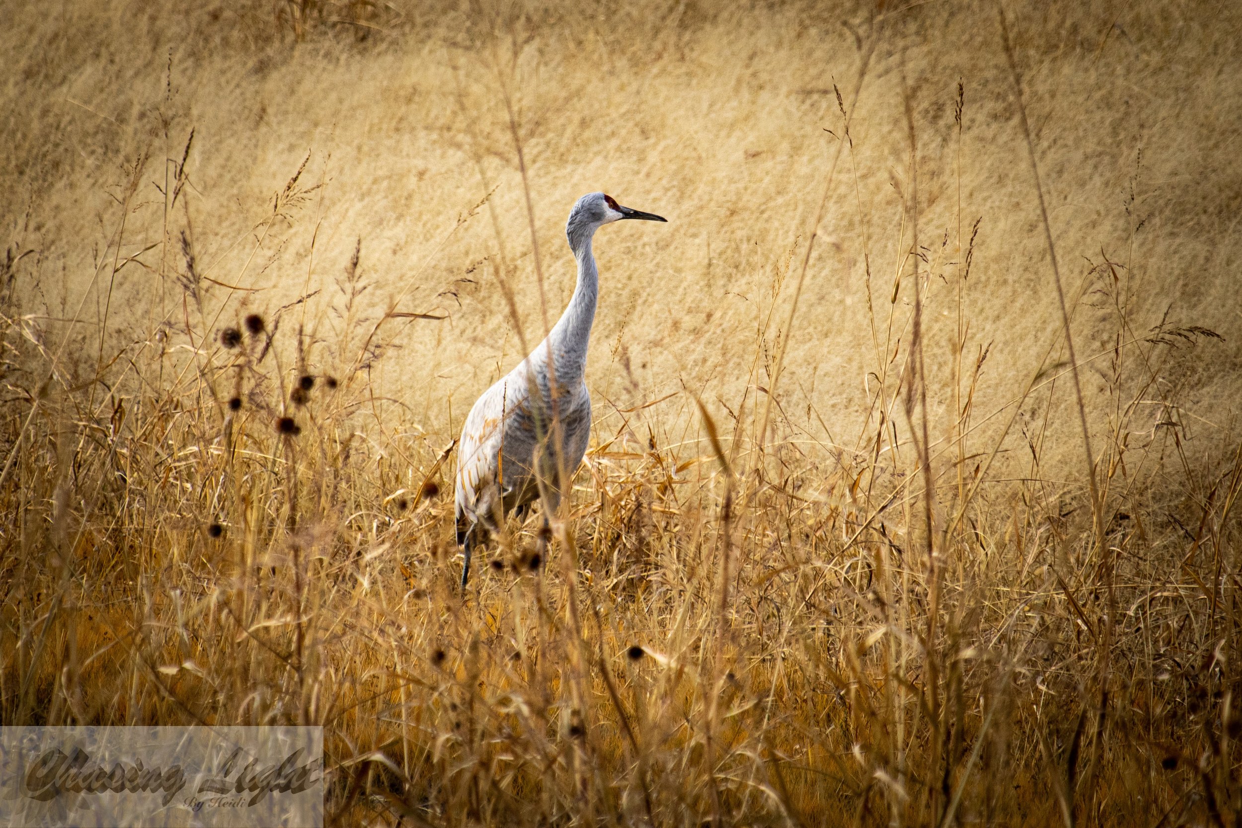 November Stillness*