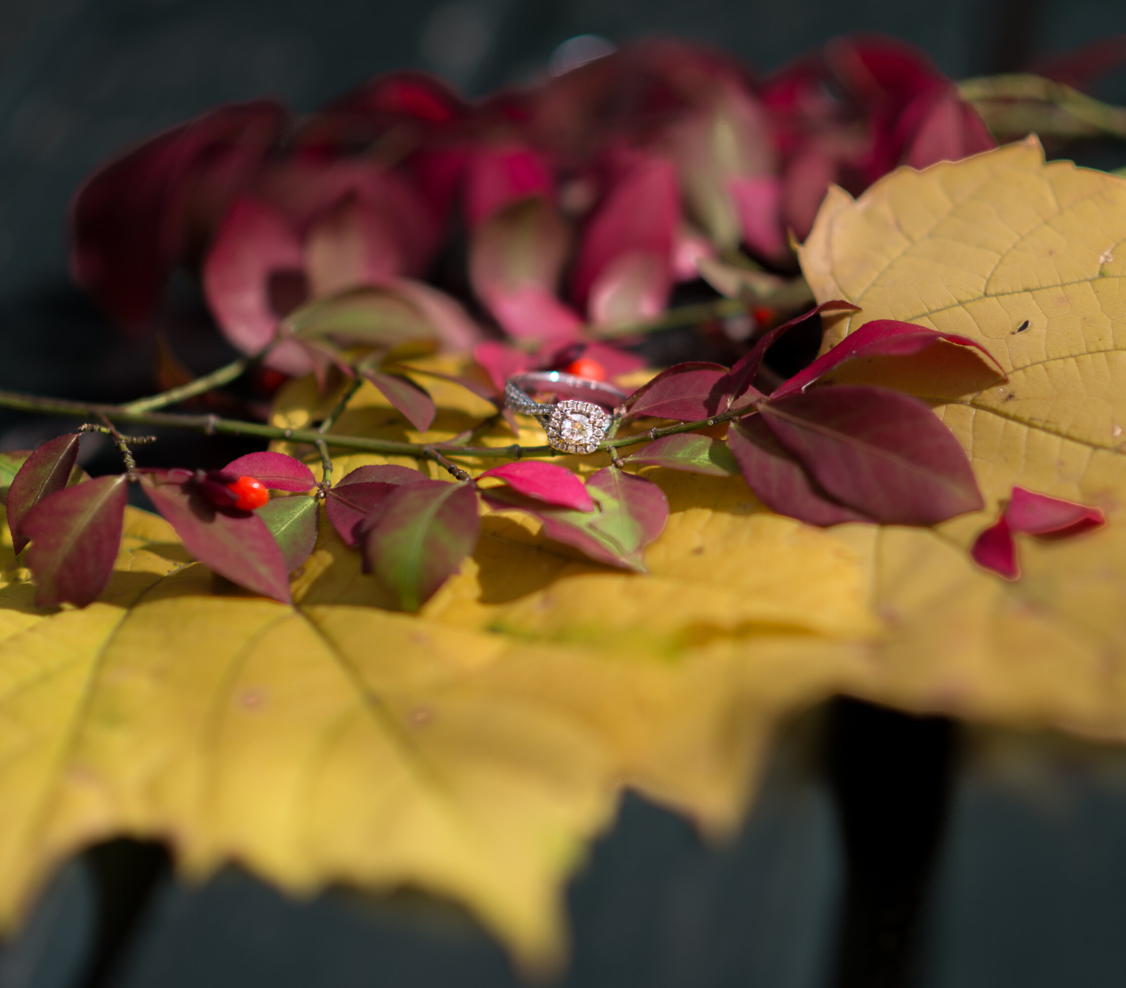 DSC_3303.jpg