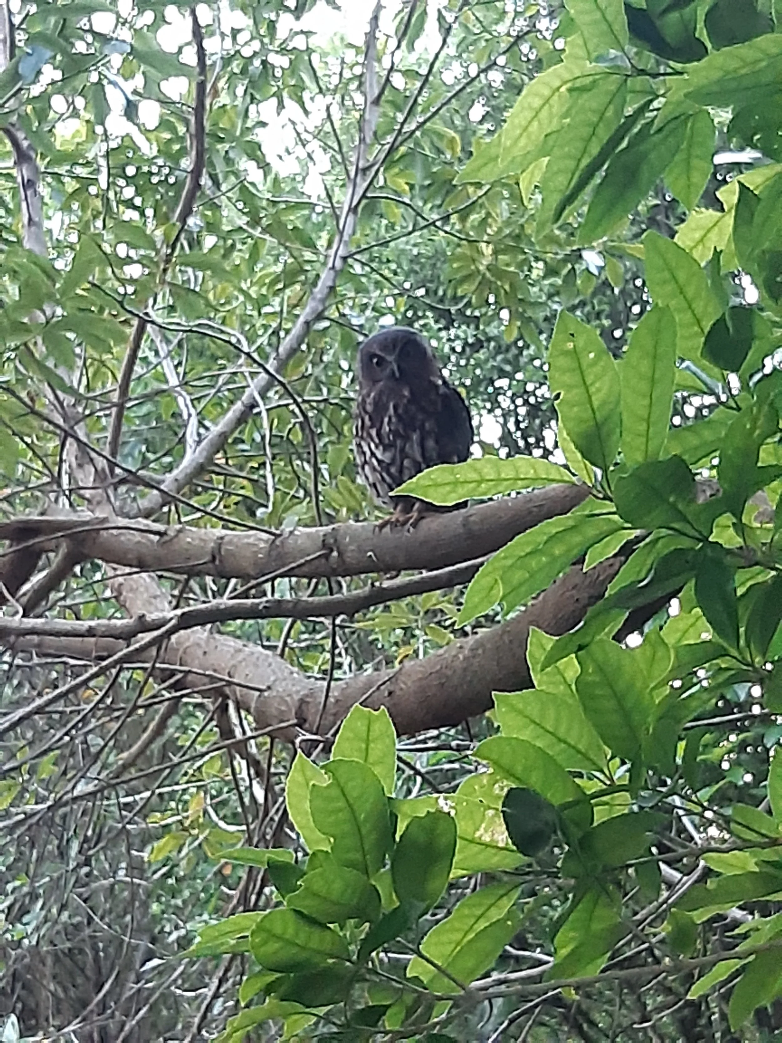 A ruru spotted and photographed by Ann, February 2021
