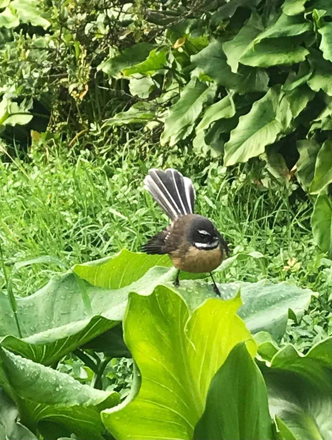 A common companion when walking through Whareroa. Photo Helen, 4.7.24