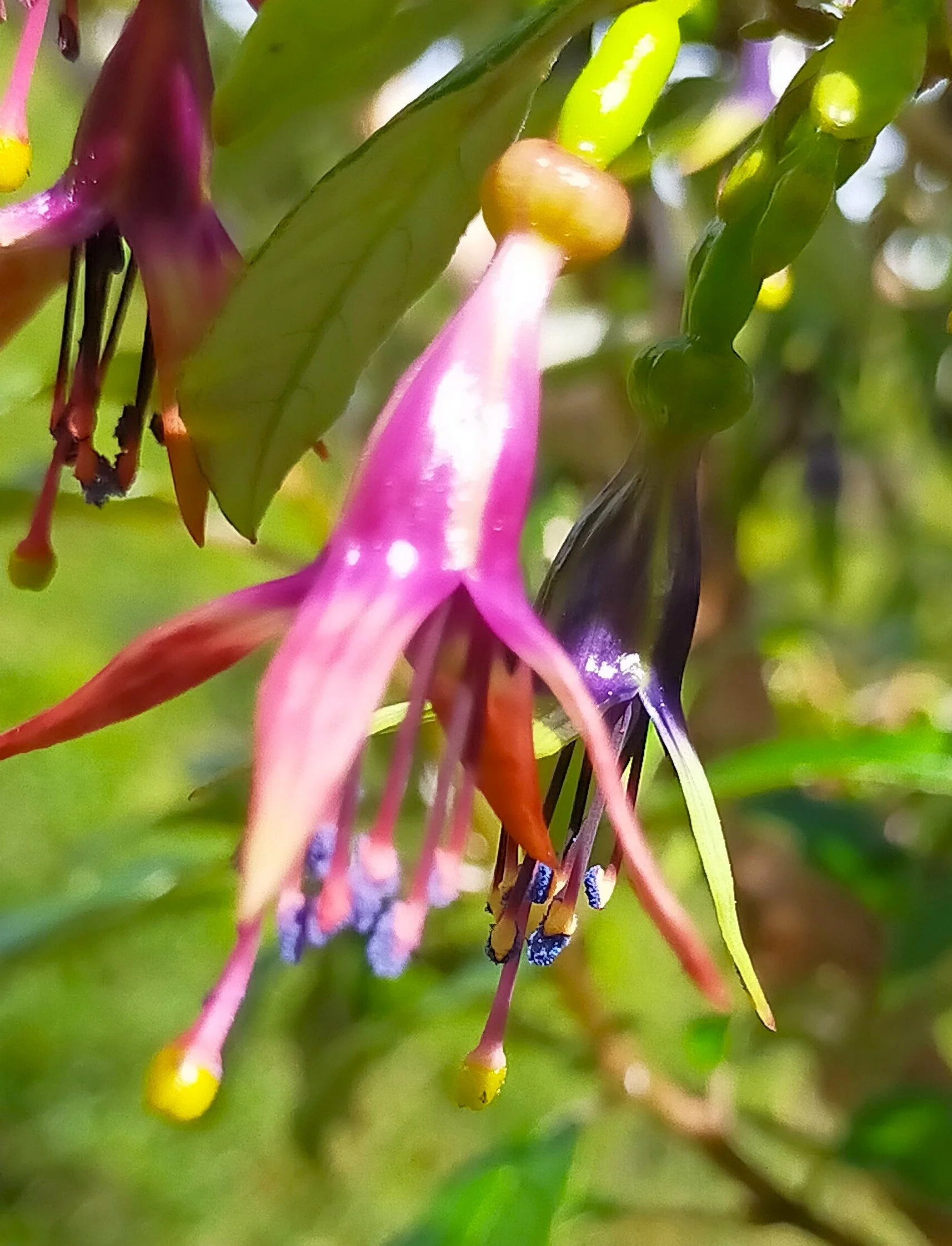 Kotukutuku flowering in Spring. Photo Jan, Oct 2025