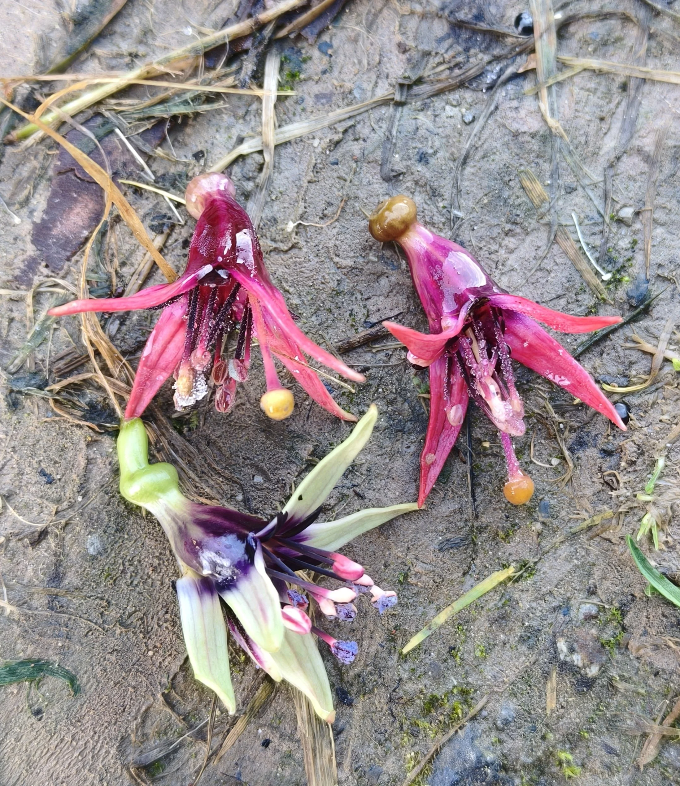 Kotukutuku flowers, they start off (usually in August!) green and white with blue pollen and when pollinated (mainly by Korimako) the flowers turn cerise colour. The berries are sweet, Maori called them Konini. The biggest fuchsia in the world. Photo