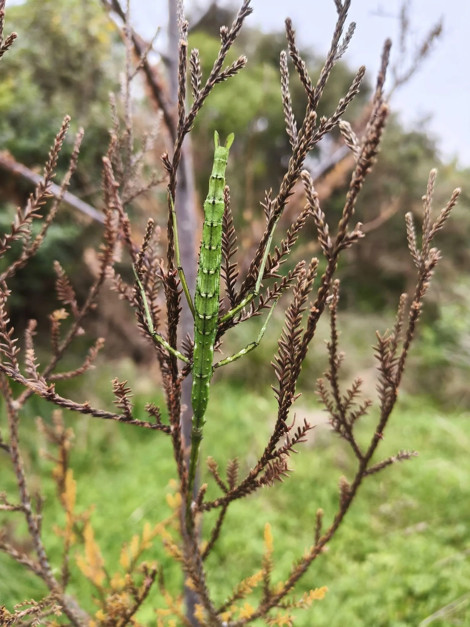 This stick insect hasn't quite sorted the camouflage colour. Photo Jan, 8.4.26