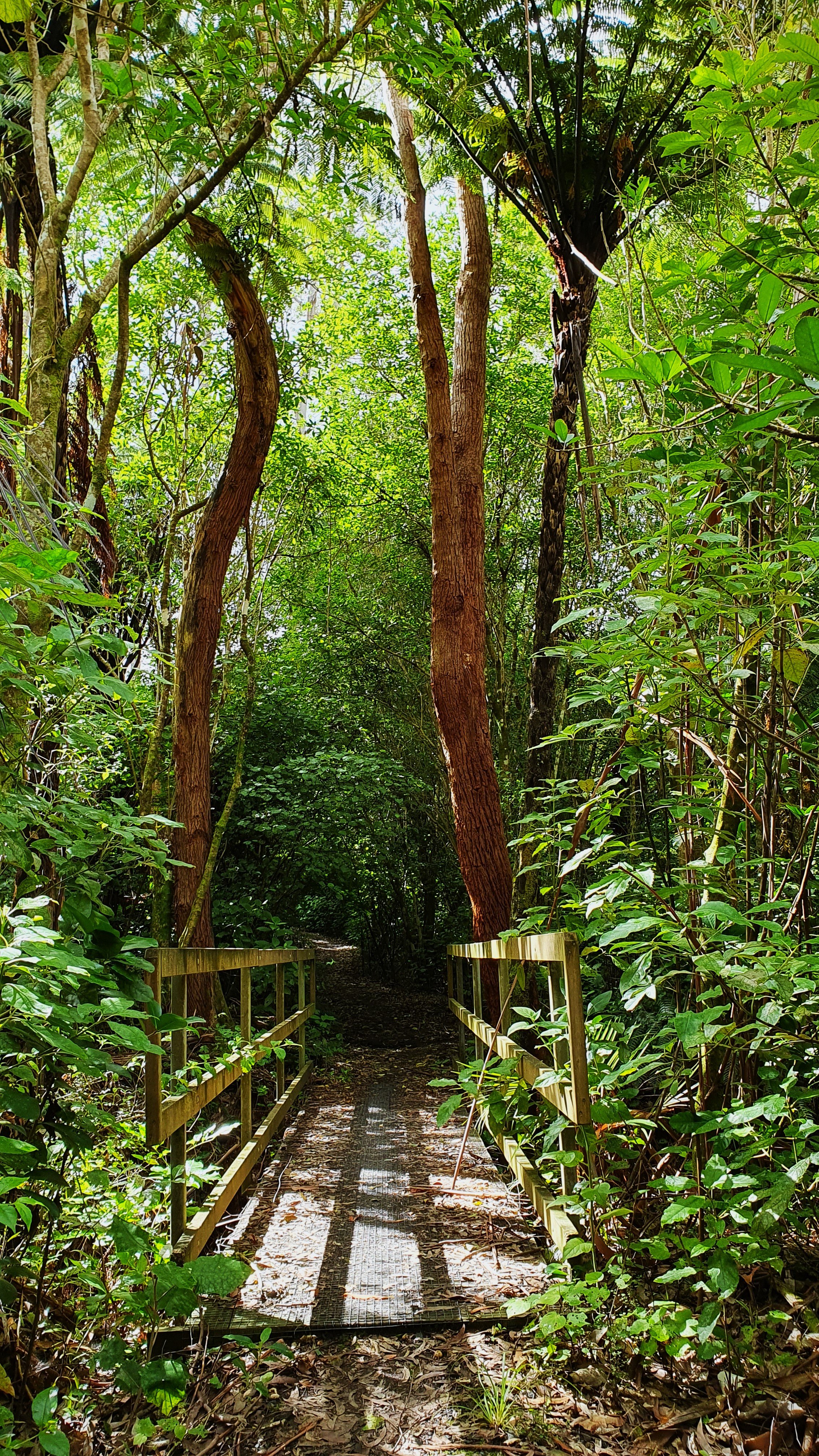 Kohekohe Bush, 3.3.23