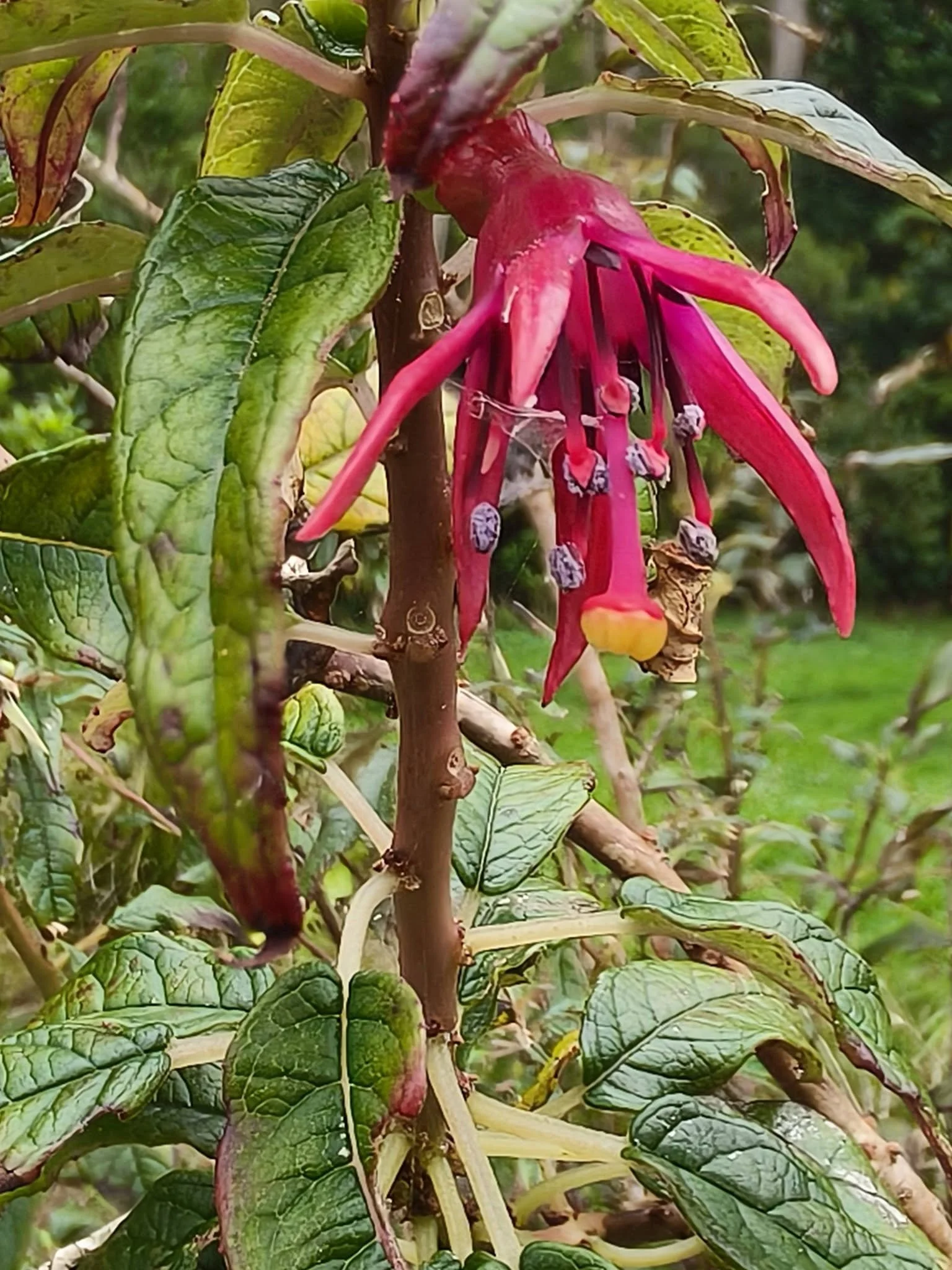 Kotukutuku flowers, usually bloom in August, have blue pollen. These are a bit past their best blue pollen stage. Photo Jan, 8.4.26