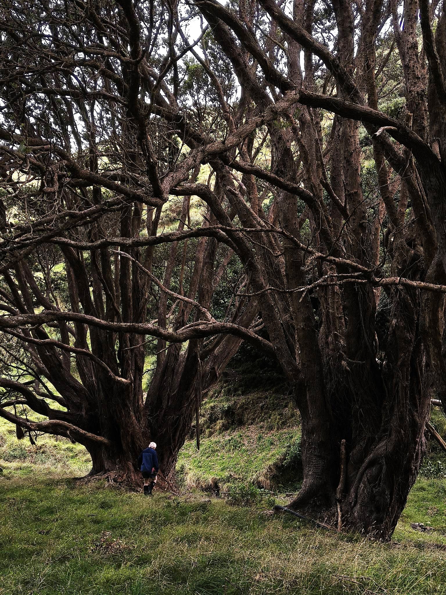 Two massive pohutukawa tress in Ramaroa Valley. Photo Jan, 24.2.26