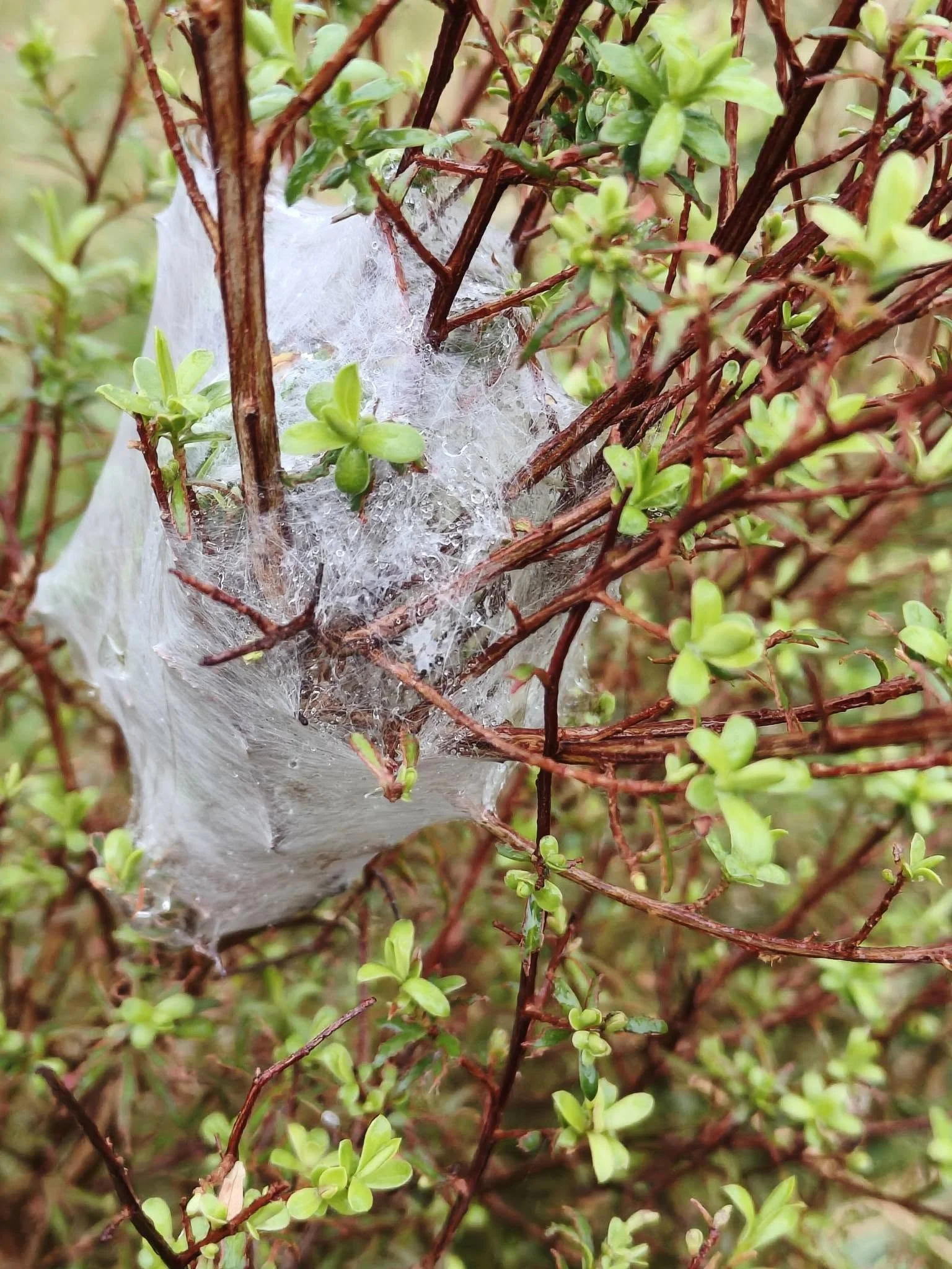 Nursery web spider. Click on the picture for Wikipedia info. Photo Jan, 15.2.26