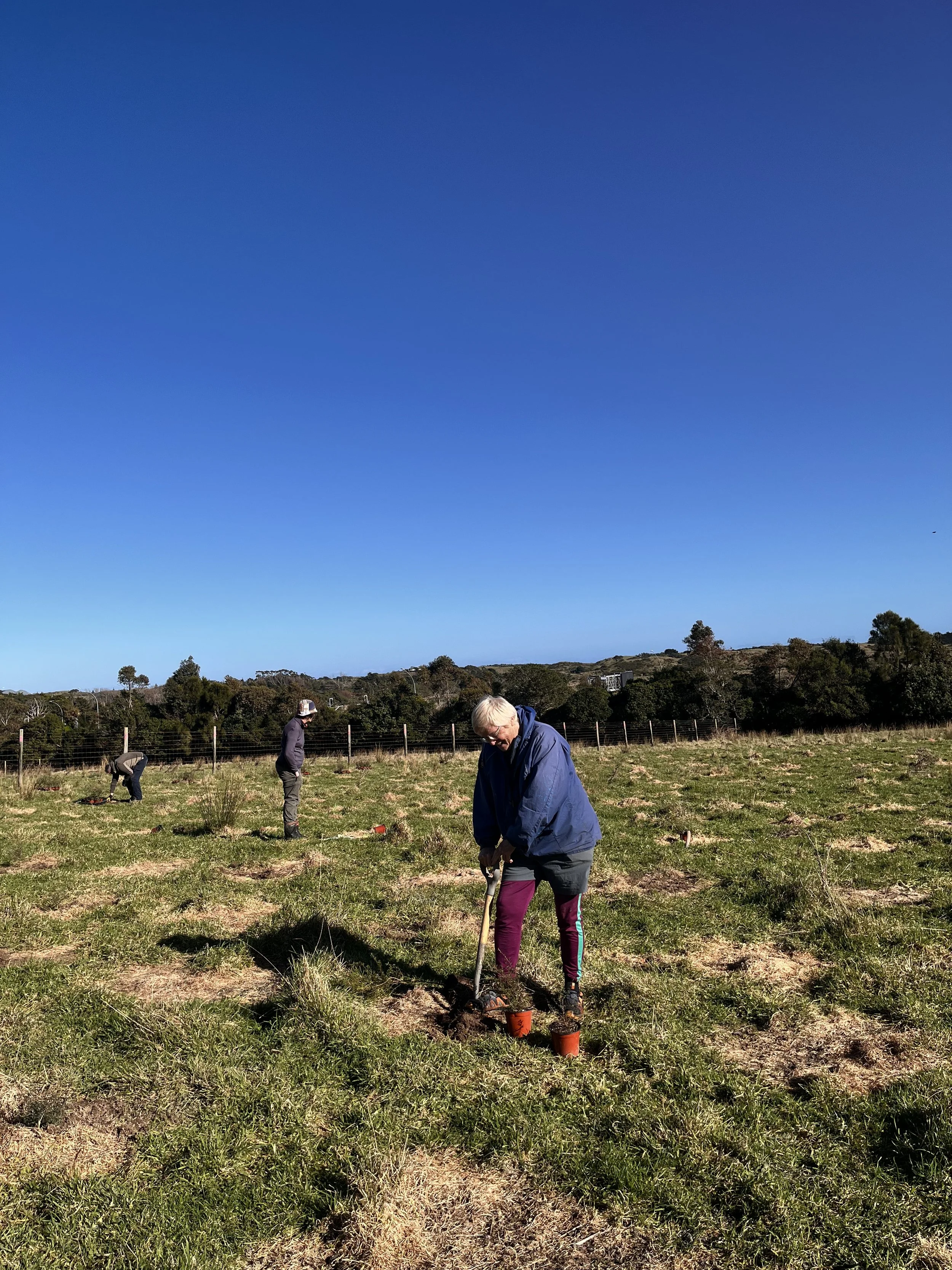 The planting of the 100 - 150 year Tōtara  Grove Project began on Sunday, August 2, 2026. Special thanks Shane W and Ann for initiating our Tōtara Grove project, with support of all the trustees. 20+ people started digging in support shrubs - kanuka 