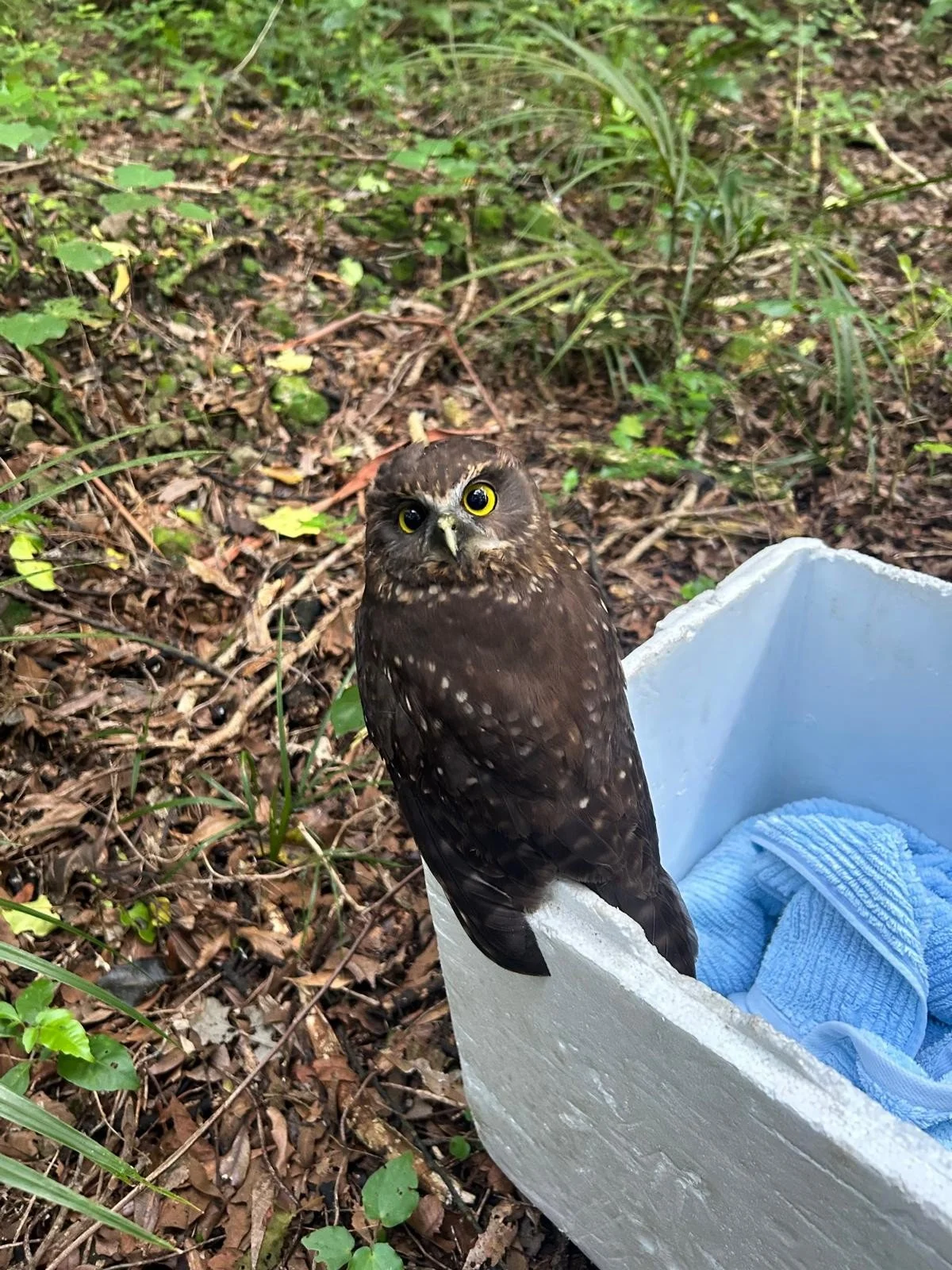 An injured ruru found on Whareroa and cared for by Shane W on Sunday, May 3, 2026. A day later it had recovered enough to fly off for a happy end to this story