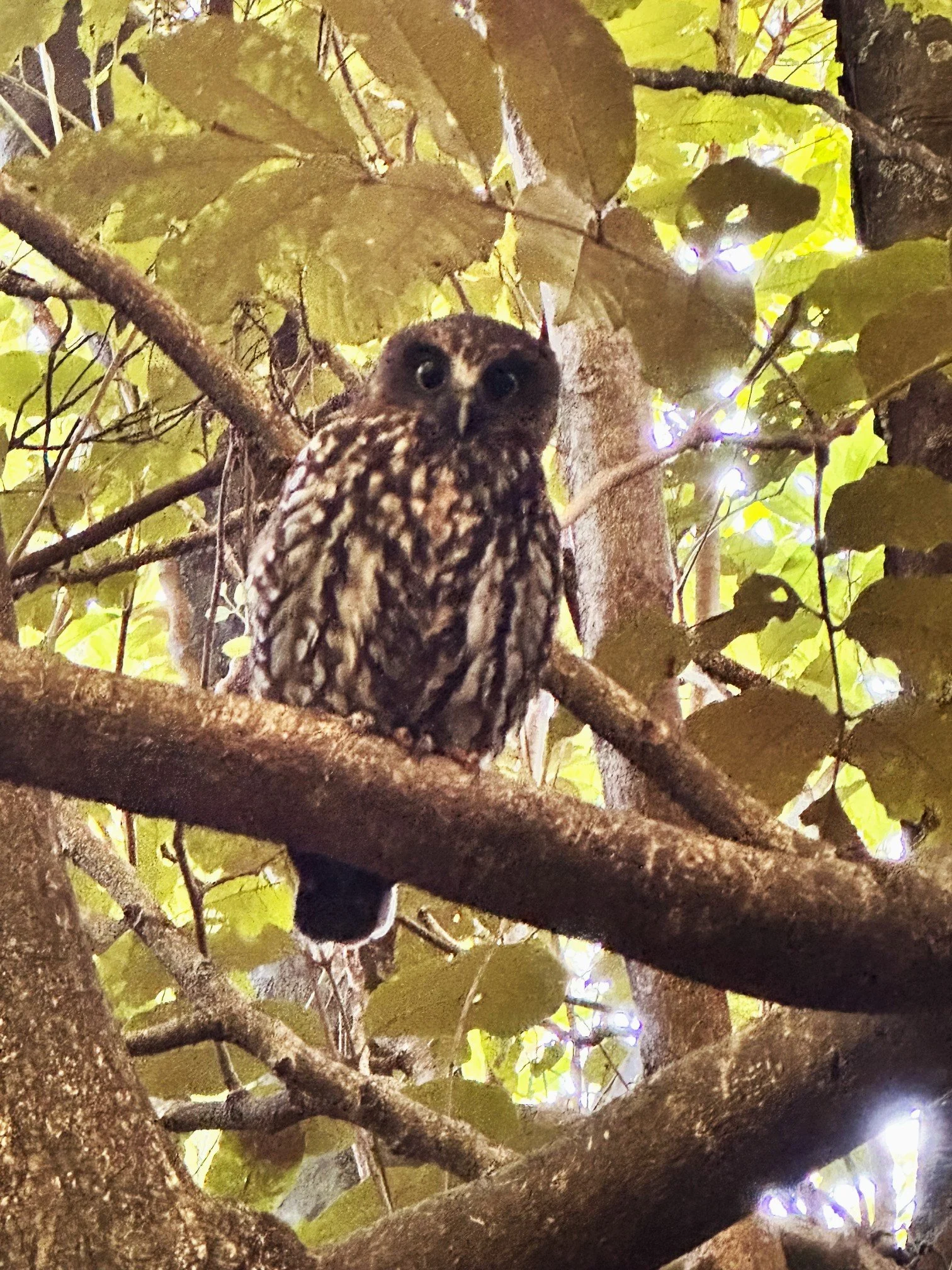 Ruru spotted in Whareroa by Cindy and her granddaughter in August 2026