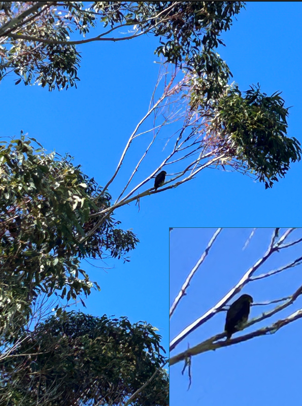 A karearea (the population is classified as "widespread but rare") in the gums just above the Forest Loop turnoff. Click on the picture to see more info. Photo Shane W, 24.4.26