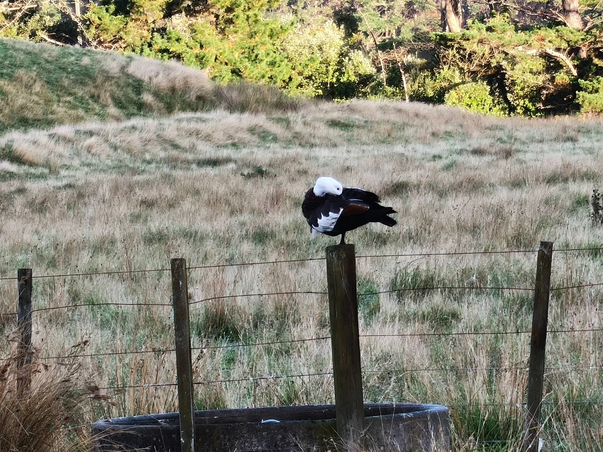 Putangitangi (paradise duck) holding the high ground. Photo Jan, 31.3.26