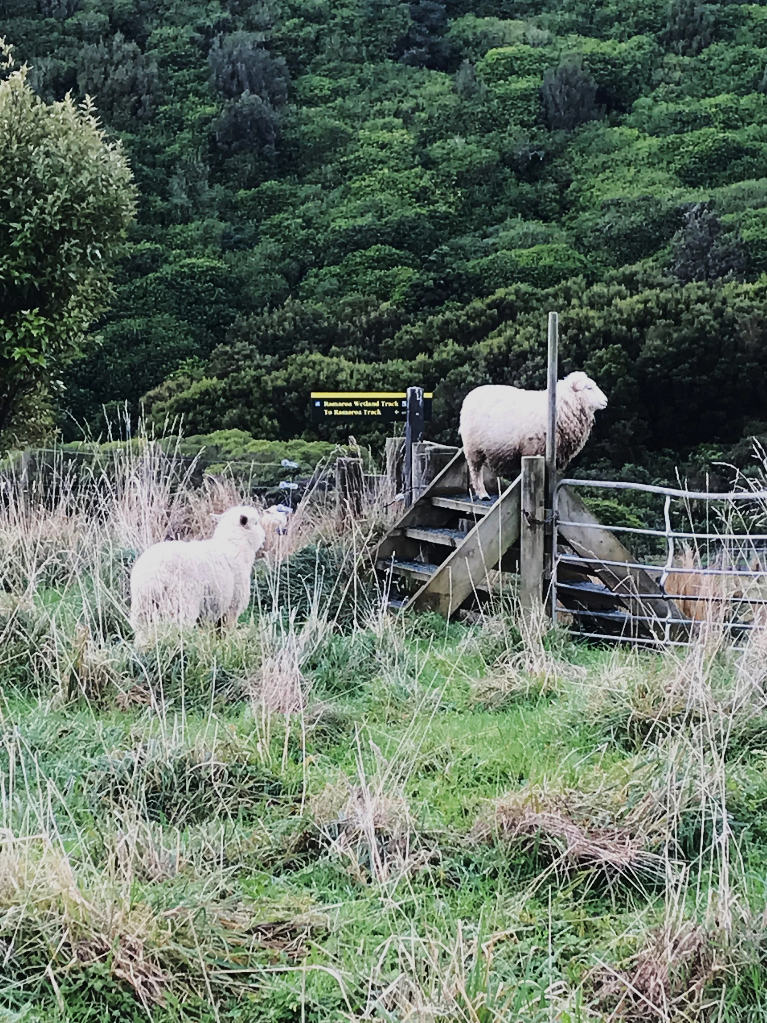 Another Whareroa Farm scene. Photo Helen, 1.7.24
