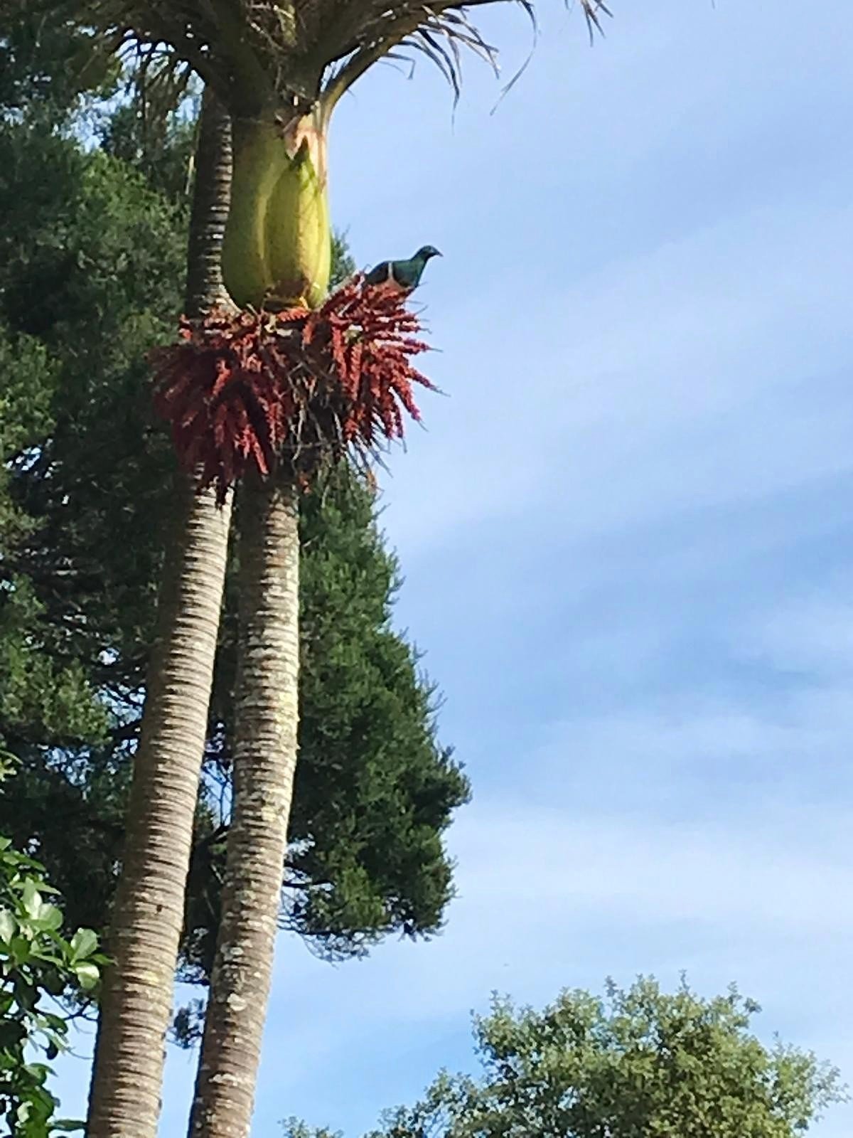 Kereru in Matai Bush. Photo Helen, 25.2.25