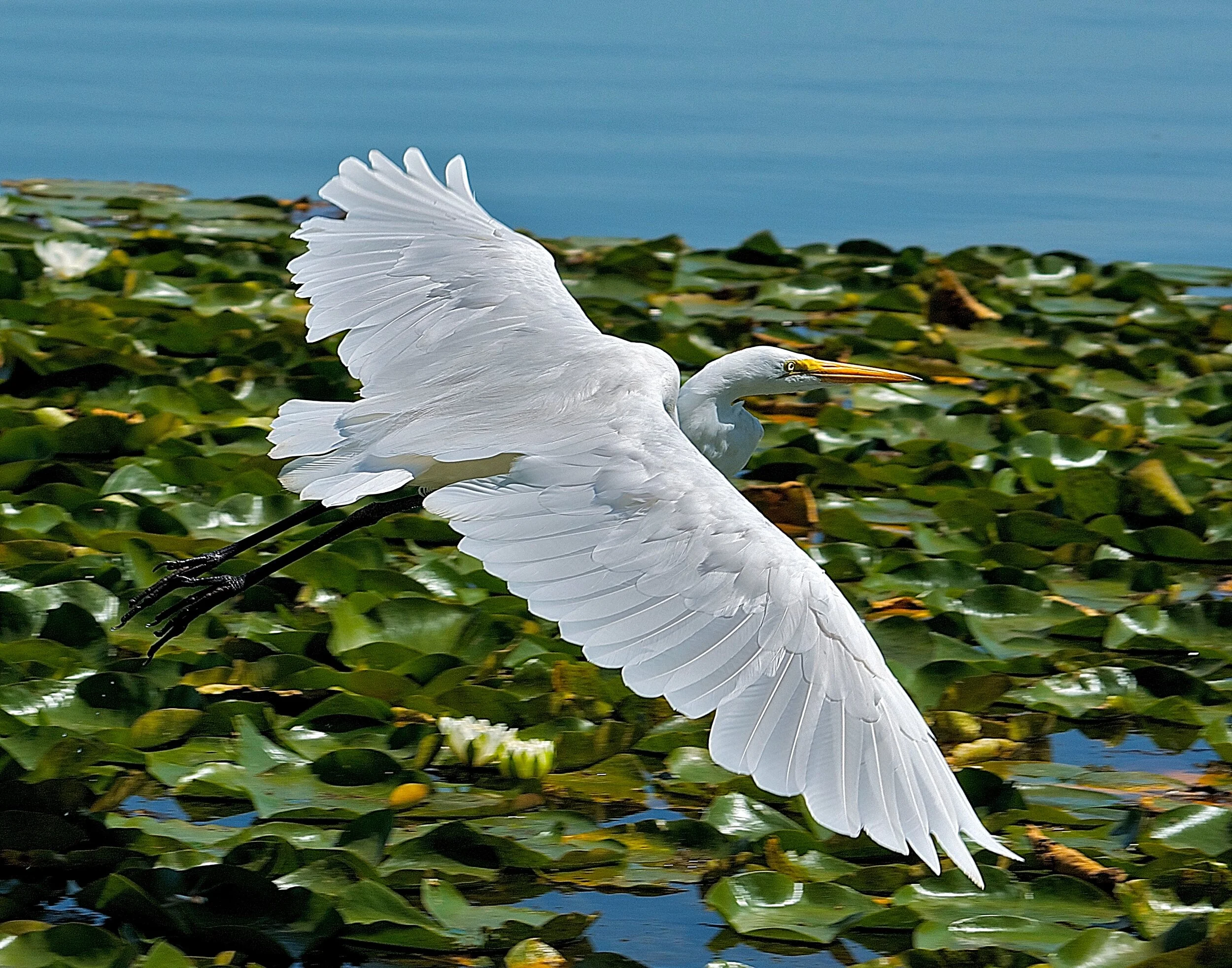 photo by Eileen Sabes