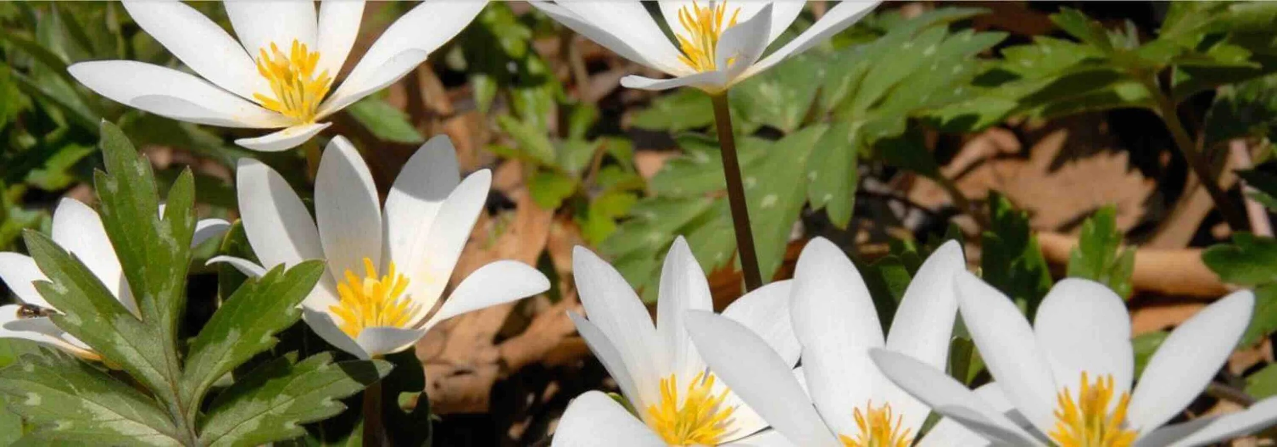 Eloise Butler Wildflower Garden 2026 Programs