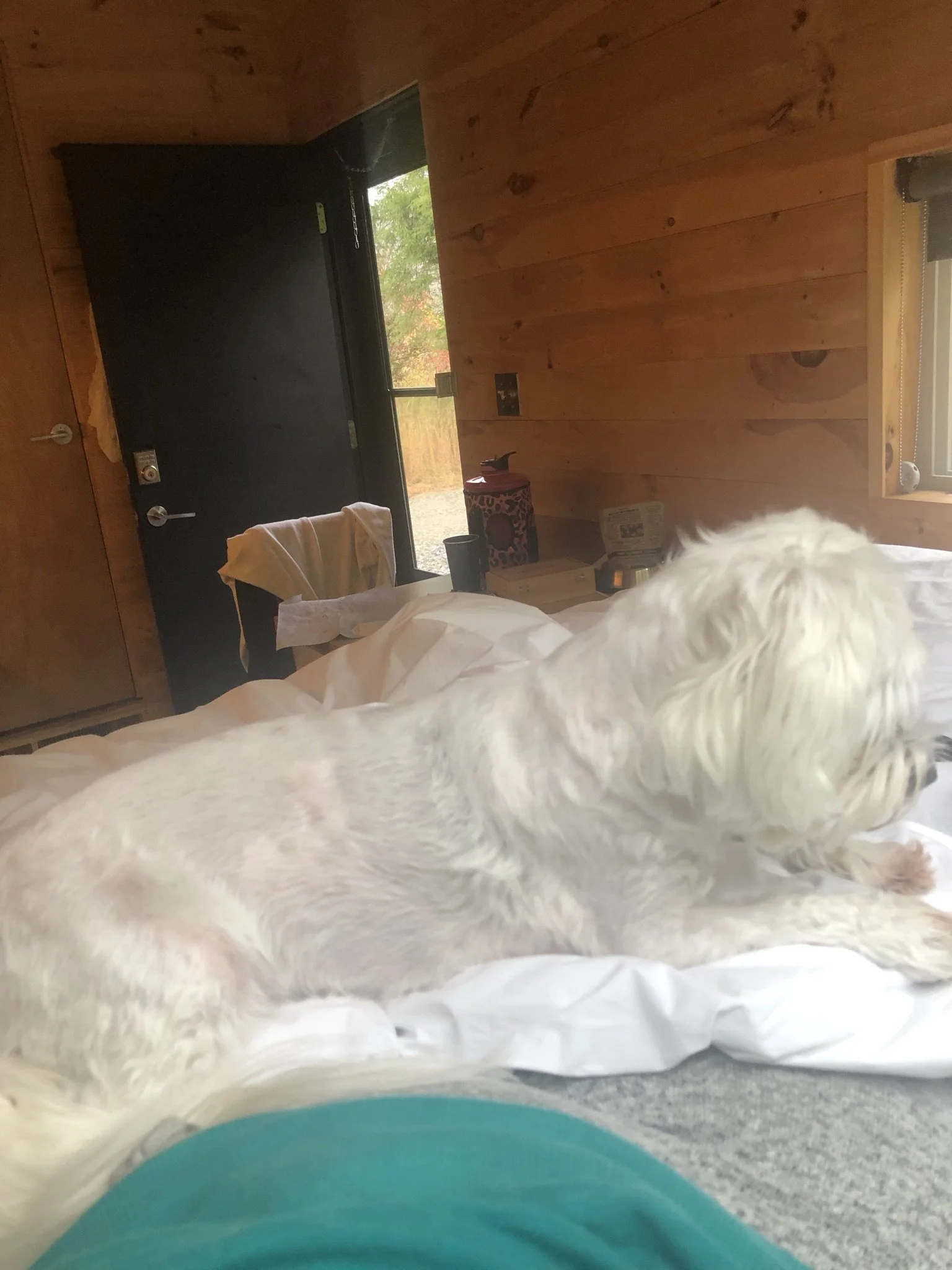 IMG_6806.JPEG