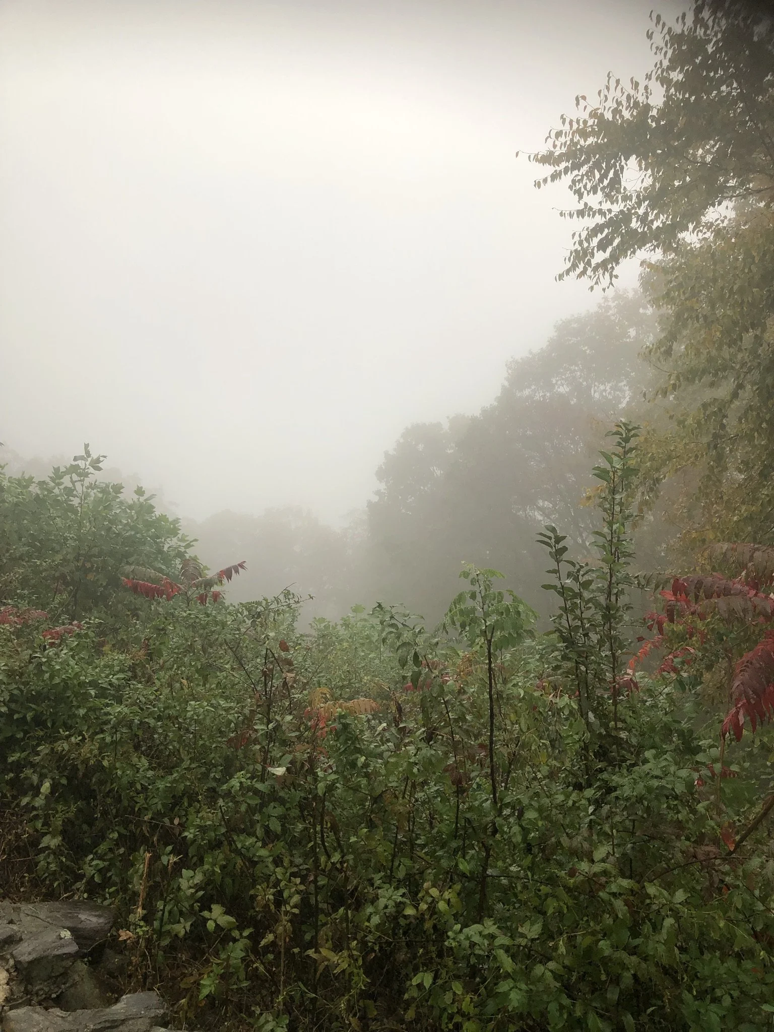 IMG_6827.JPEG