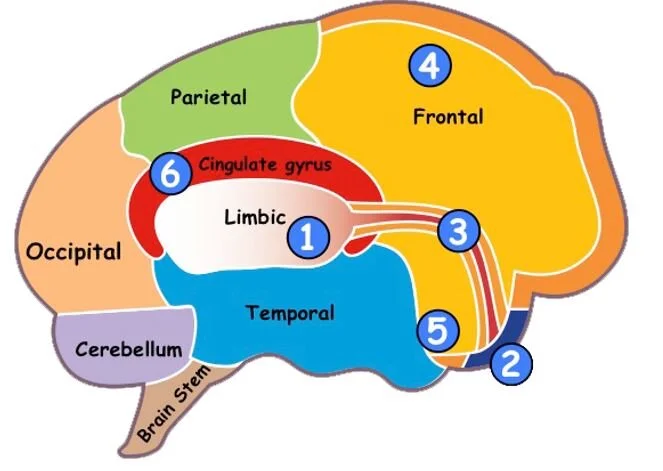 The Chimp Paradox The Acclaimed Mind Management Programme To Help You 