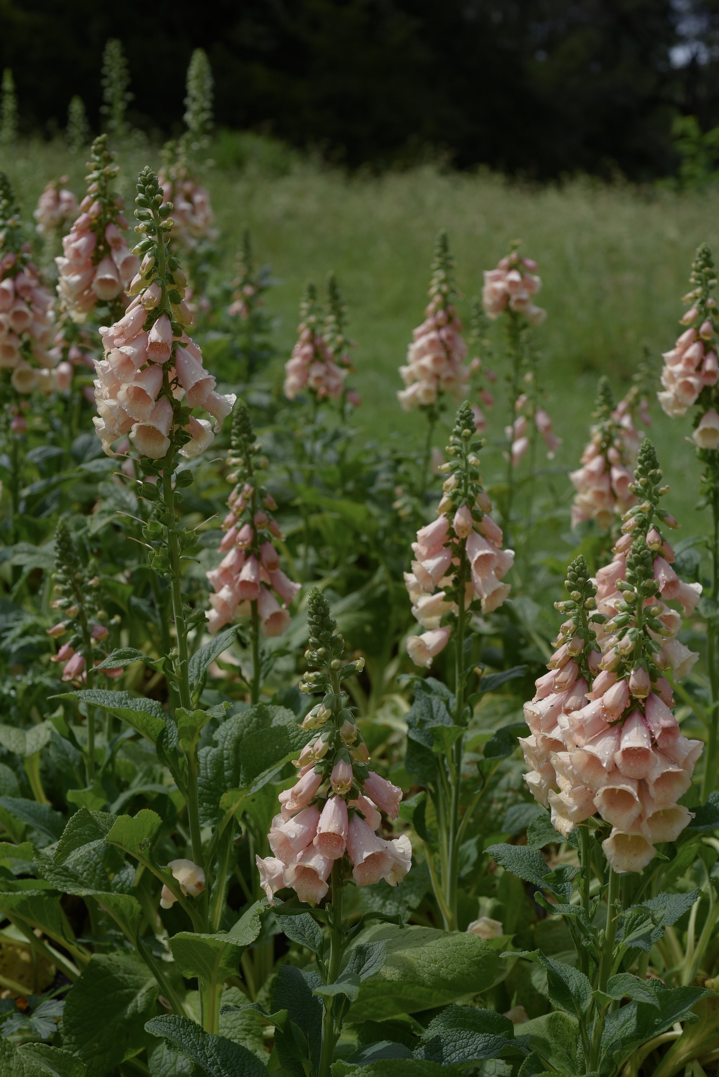 Digitalis Suttons Apricot