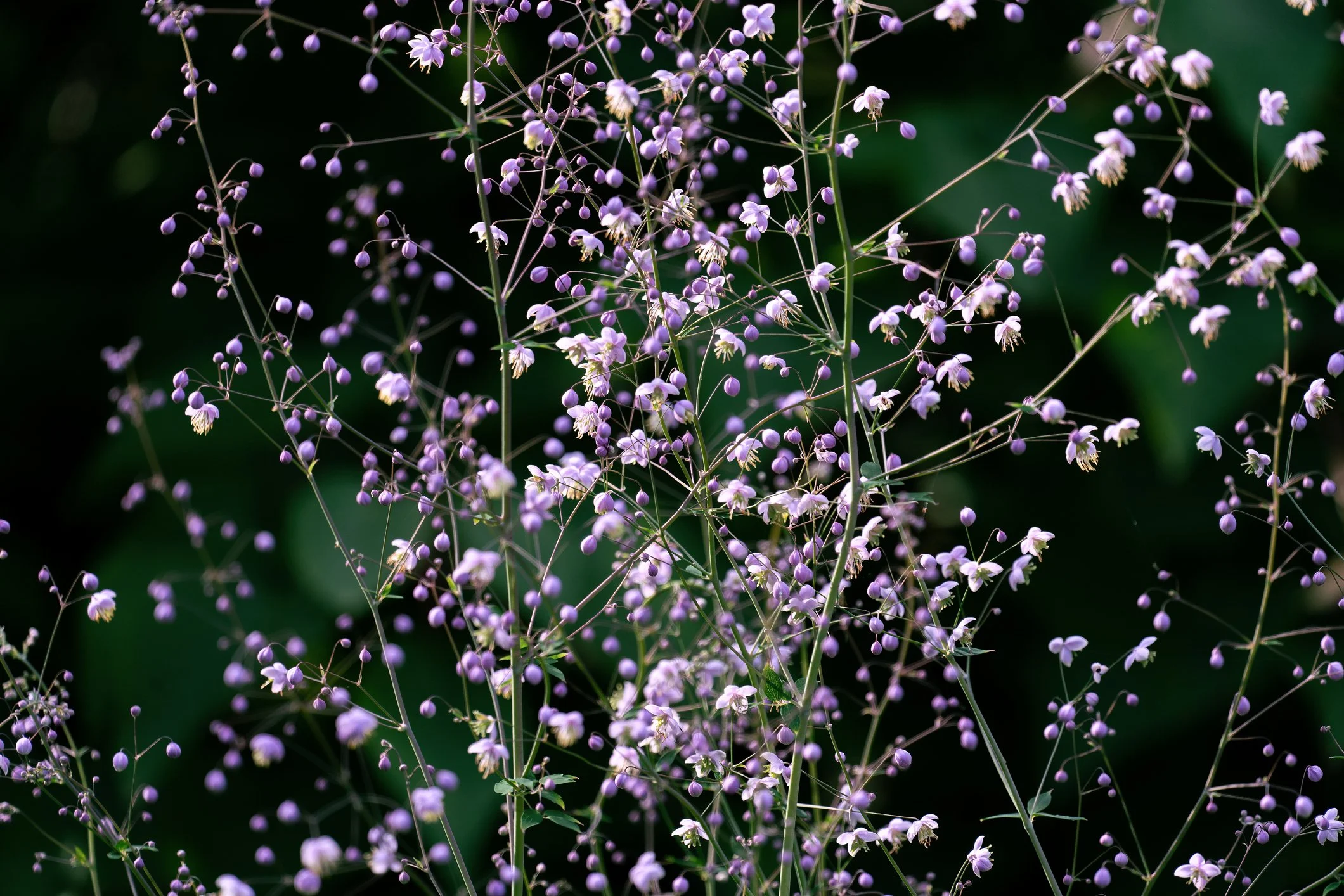 iStock-1167037957.jpg