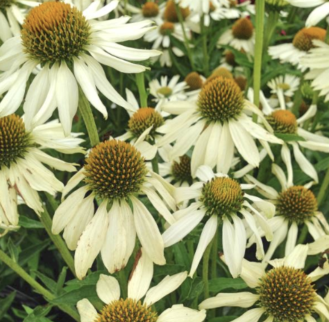 Screenshot 2026-01-17 at 1.19.57 PM.png