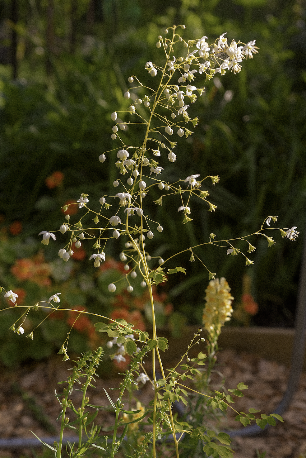 Screenshot 2025-12-29 at 7.50.39 PM.png