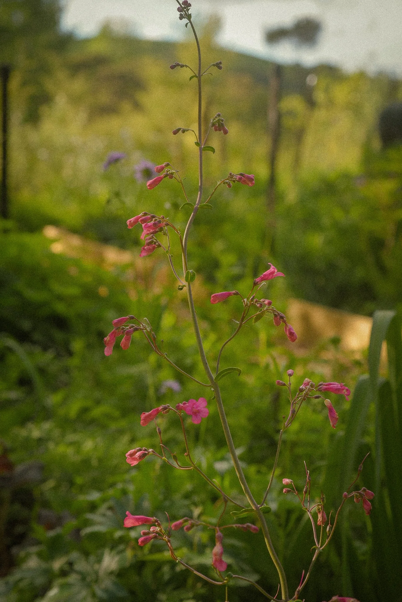 DSC_5654.jpg