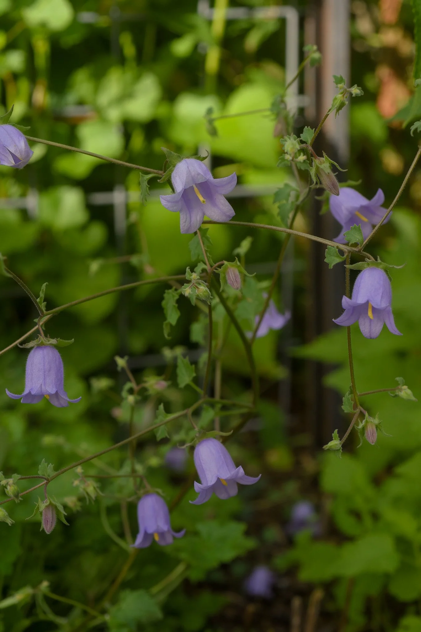 DSC_5405.jpg