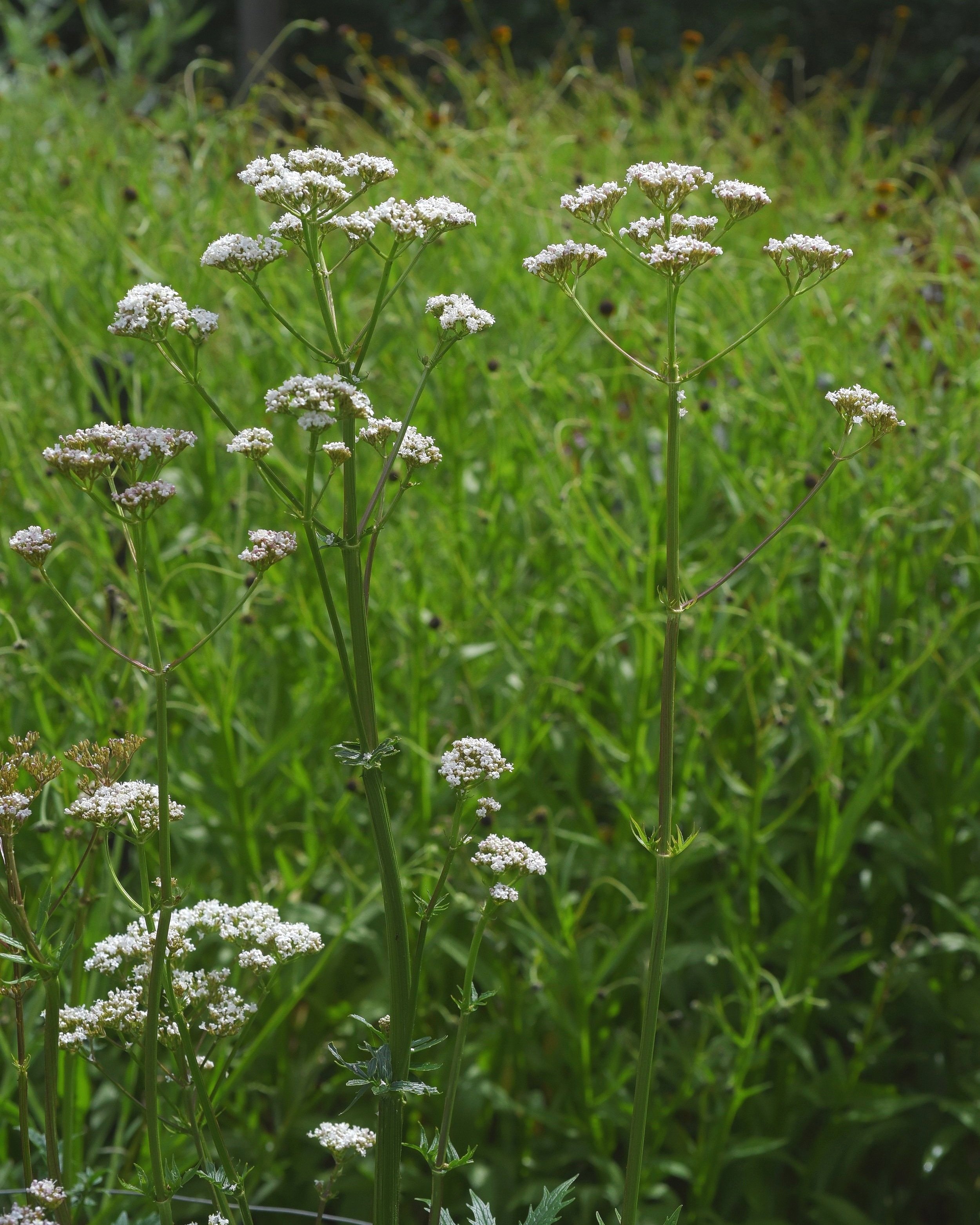 Valeriana Officinalis