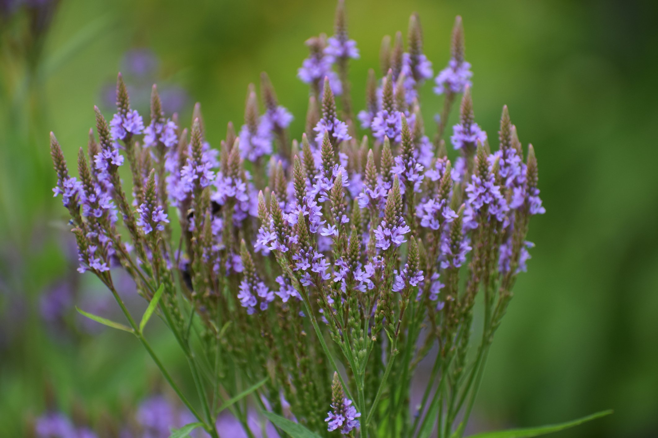 iStock-2264335049.jpg