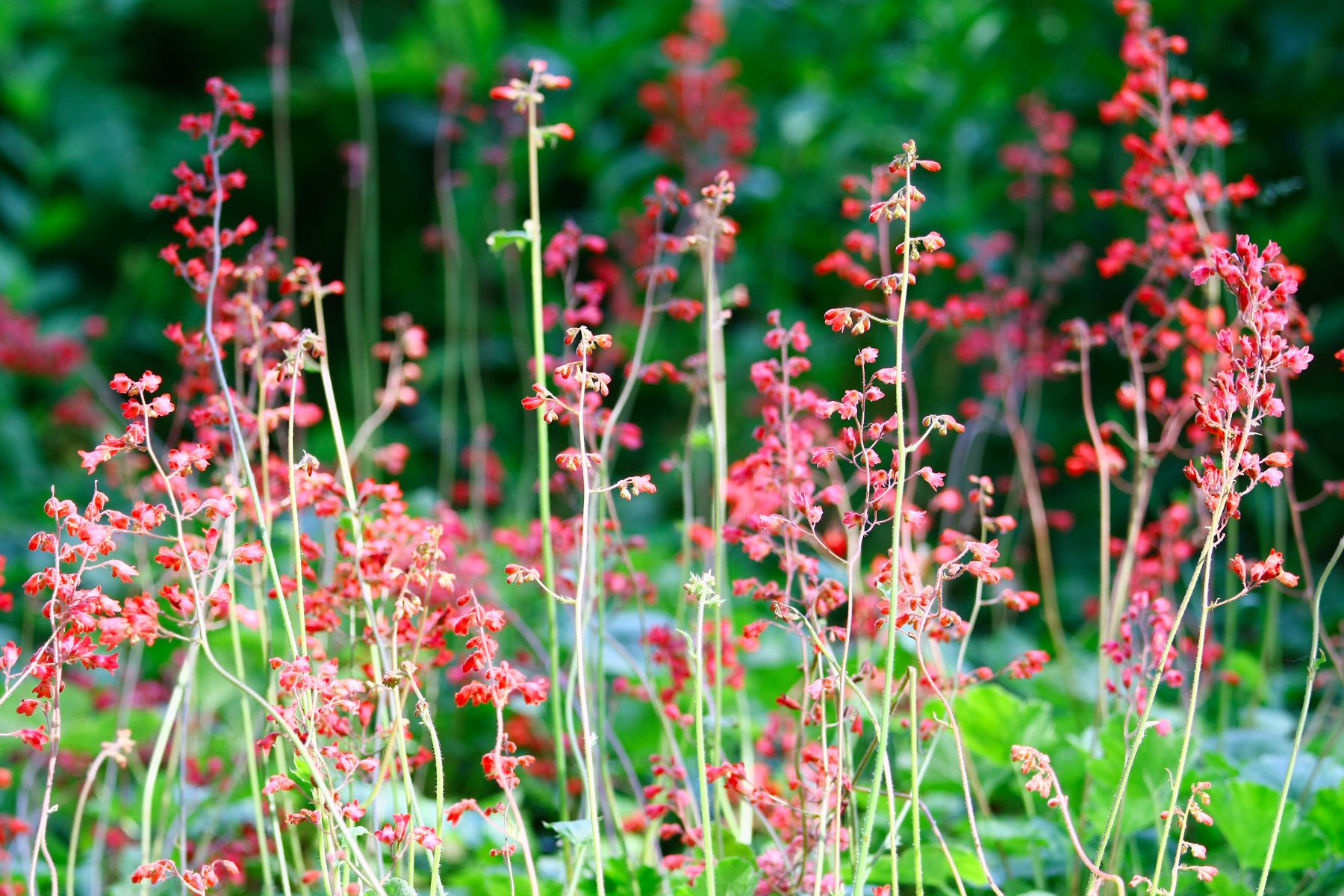 iStock-153573665.jpg